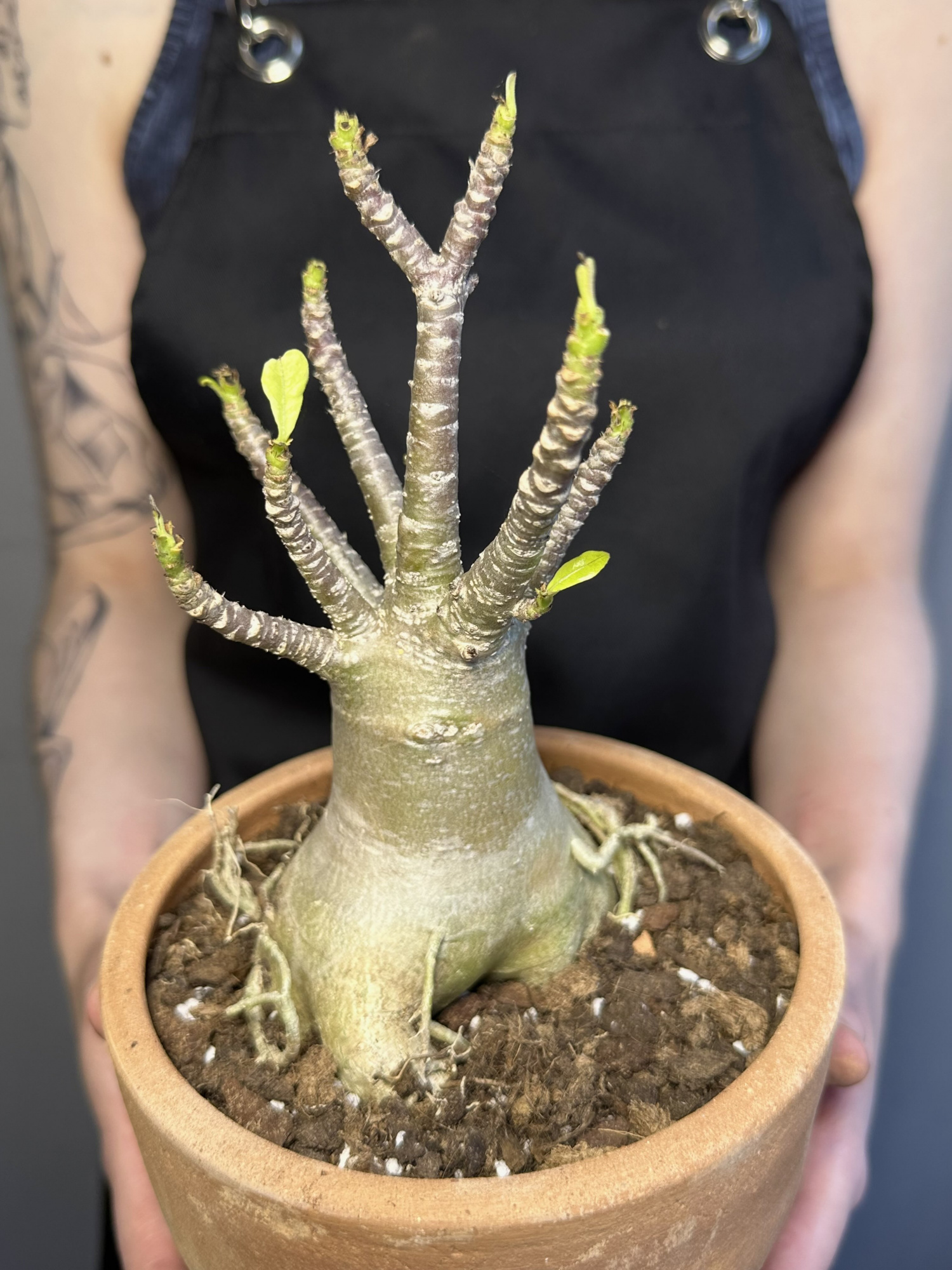 Адениум Ансу Баобаб (Adenium Ansu Baobab) D15см