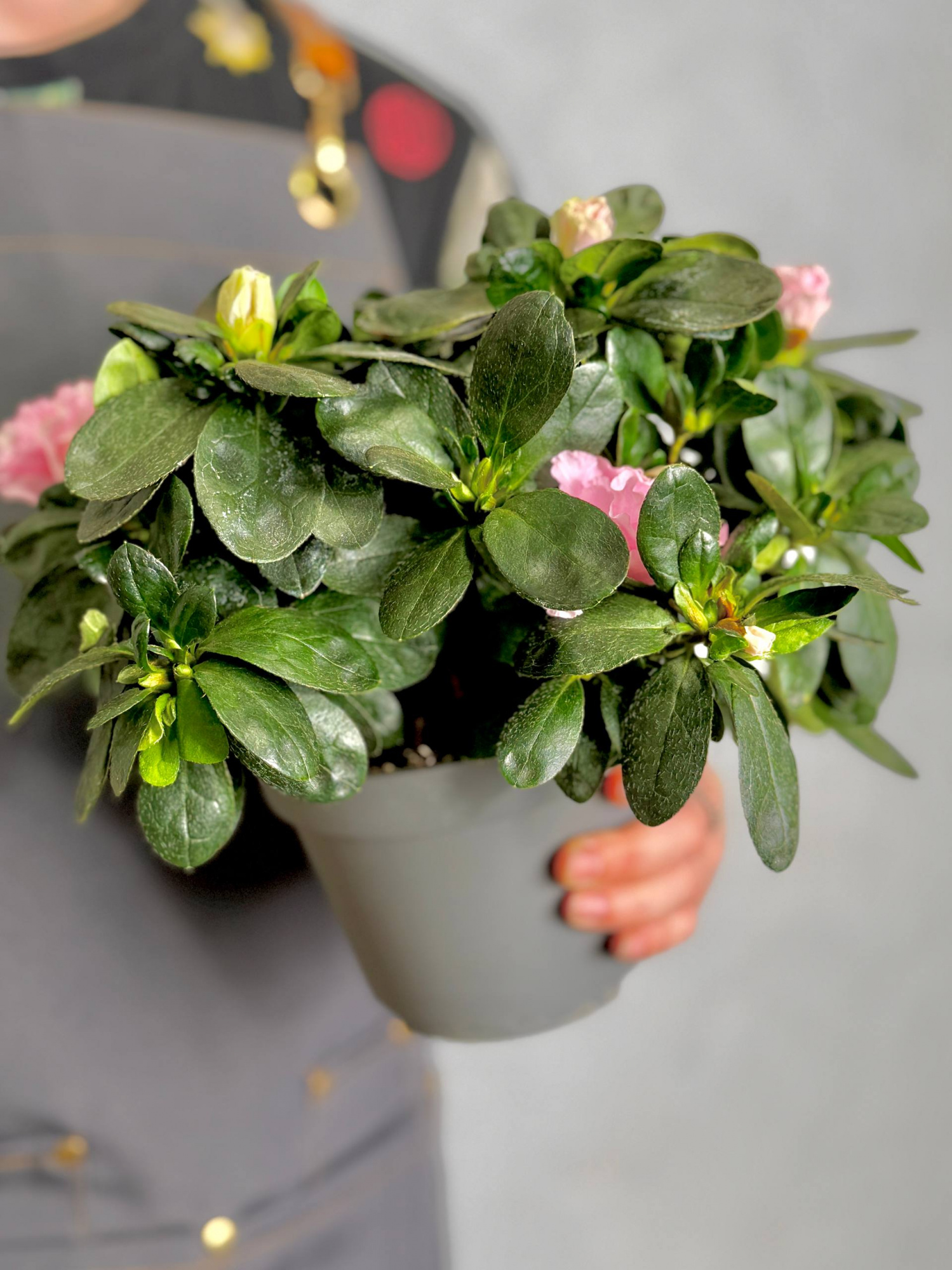 Азалия (Рододендрон) Индийская розовая (Azalea Indica Pink) D13см
