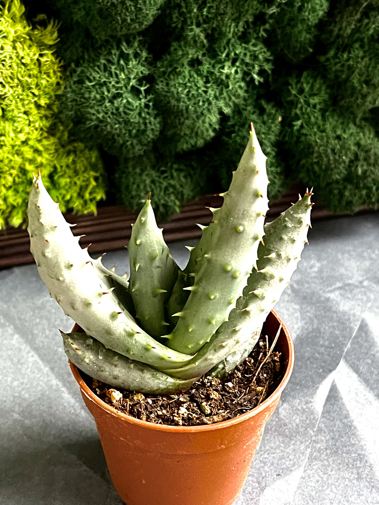 Алоэ булавоцветковое, или Алоэ Клавифлора (Aloe Claviflora) D5см