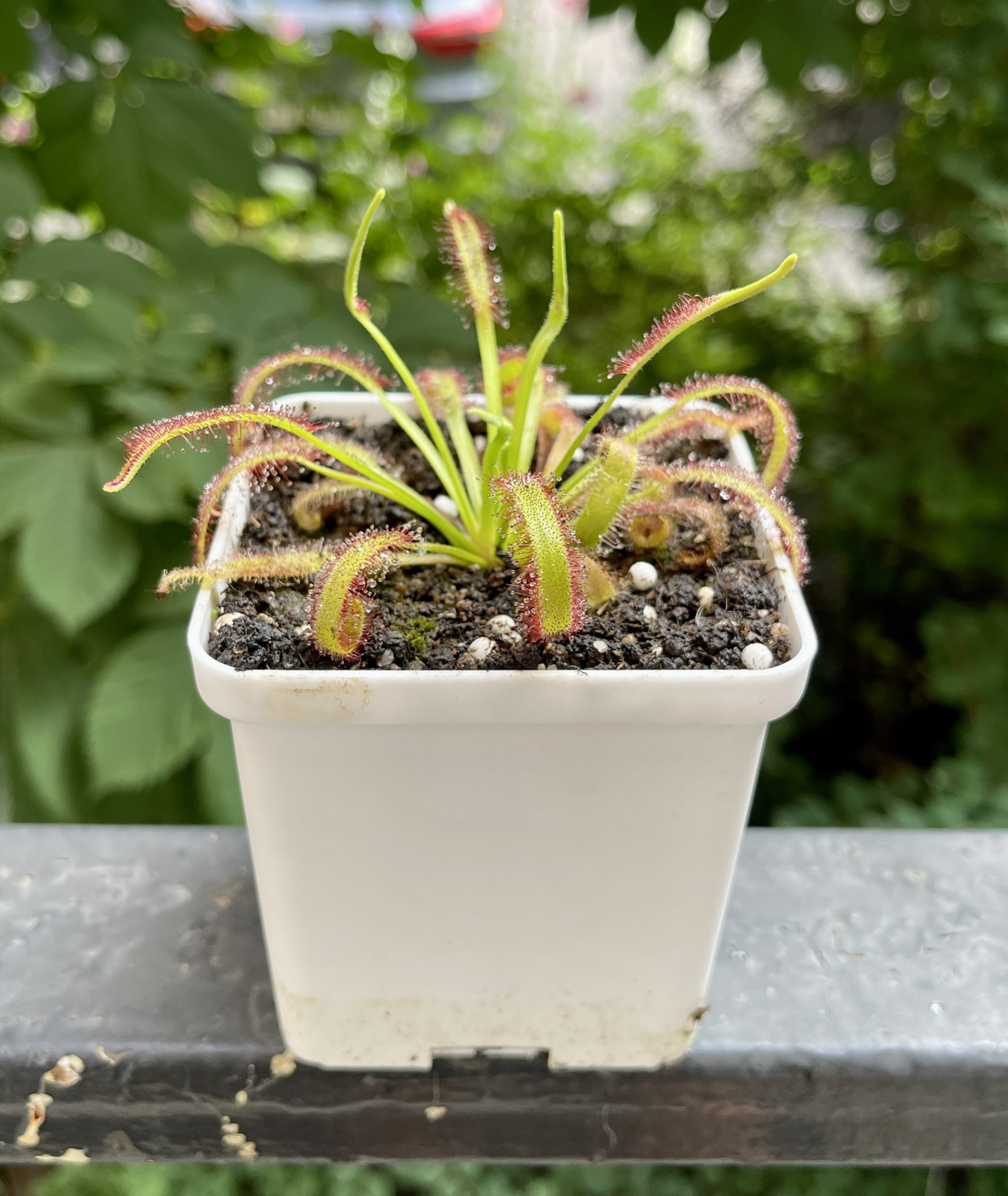 Росянка Капская с широкими листьями (Drosera capensis Broad Leaf) D8см