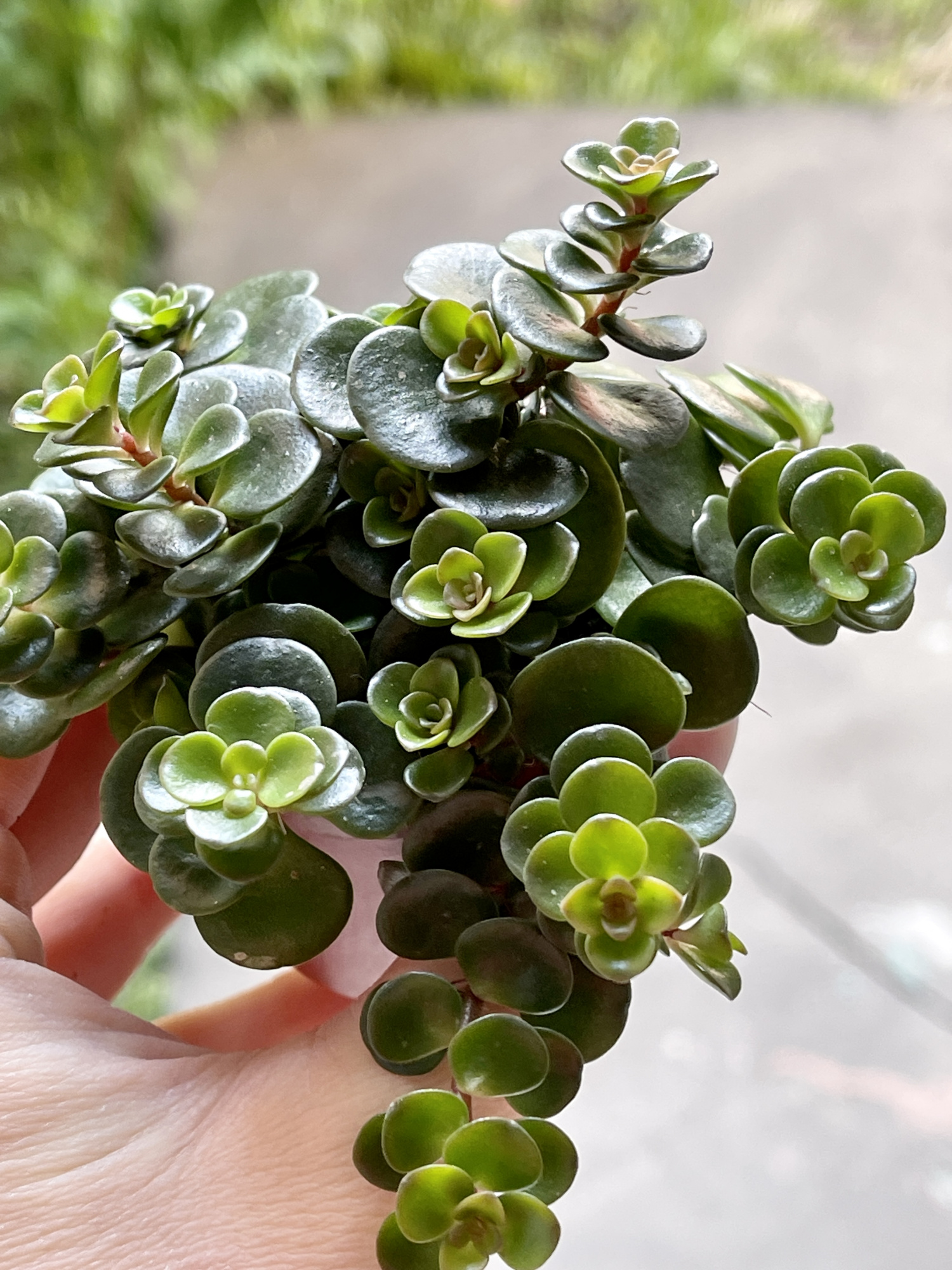 Седум Торнадо (Sedum Tornado) D5см