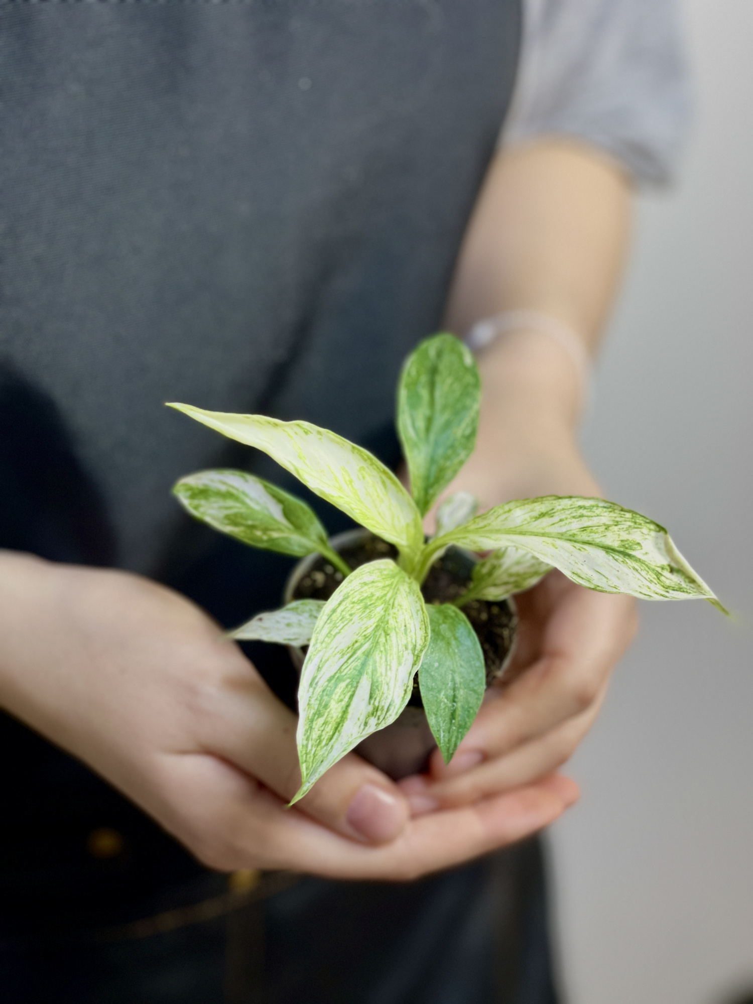 Спатифиллум Сенсация Вариегатный (Spathiphyllum Sensation Variegata) D6см
