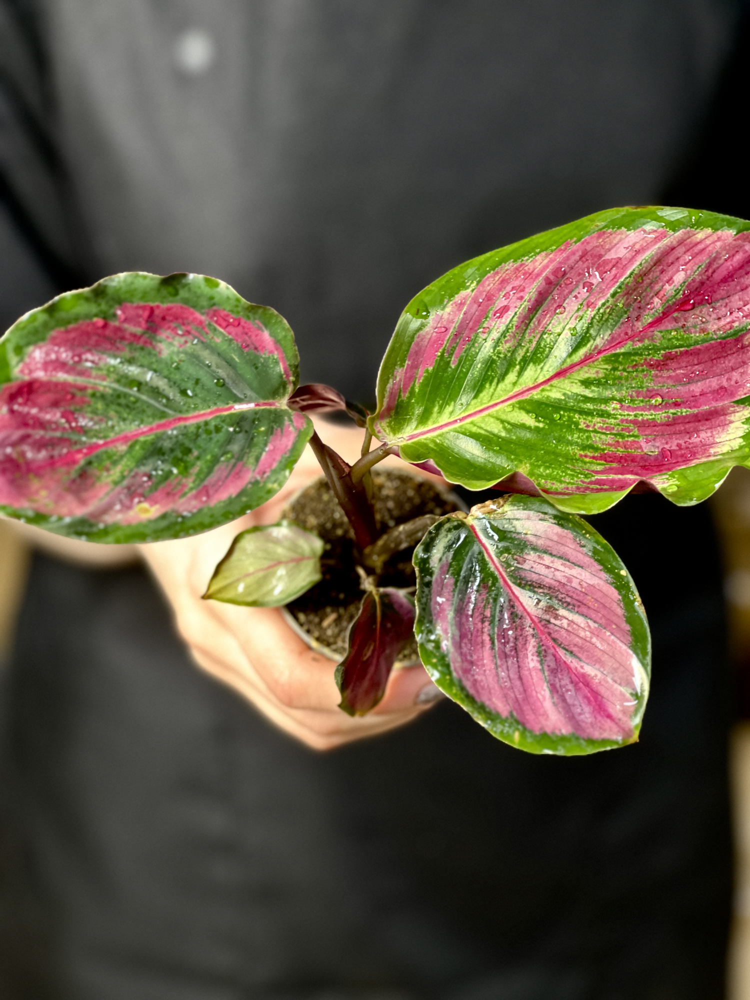Калатея Розеопикта Мисти Ред (Calathea Roseopicta Misty Red) D6см