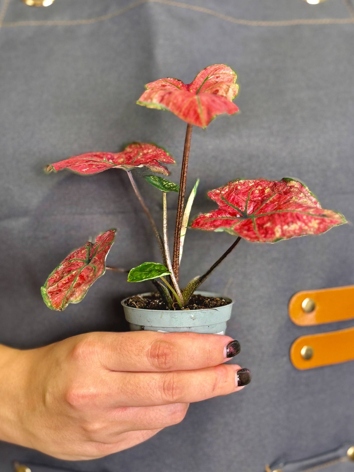 Каладиум Хейди (Caladium Heidi) D6см
