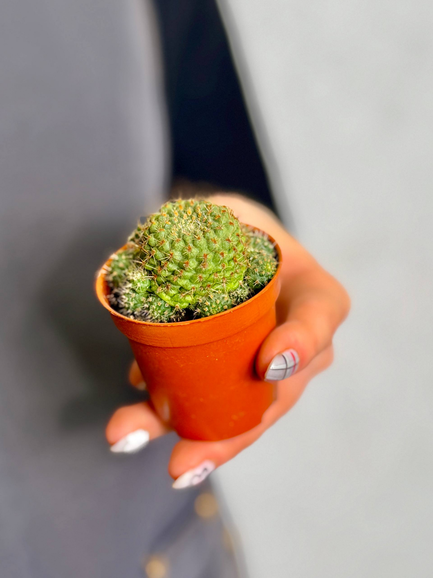Ребуция Албиареолата, или Белоареоловая (Rebutia Albiareolata) D5см