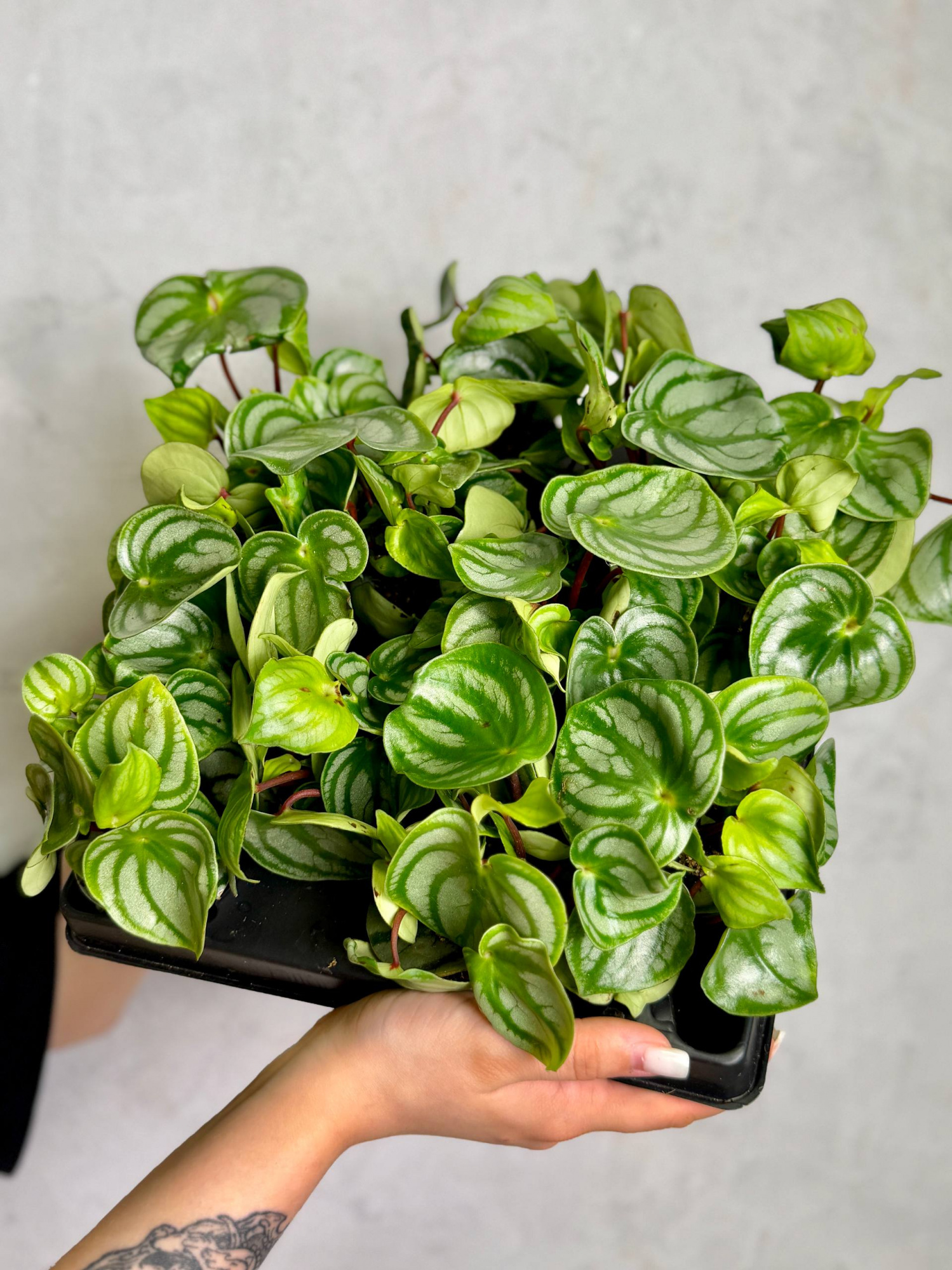 Пеперомия Арбузная (Peperomia Argyreia Watermelon) D6см