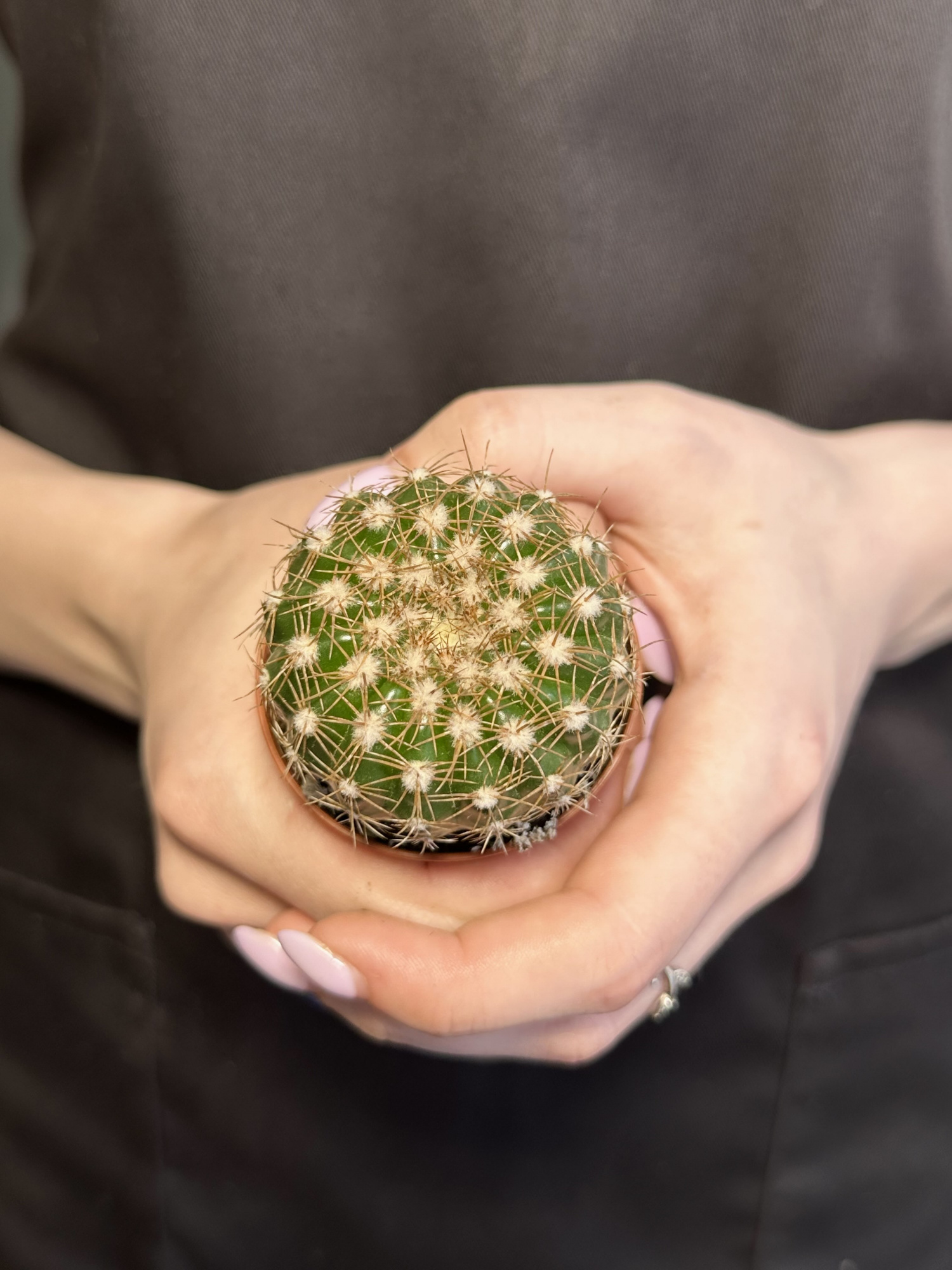 Нотокактус Юбельмана (Notocactus Uebelmaniana) D5см