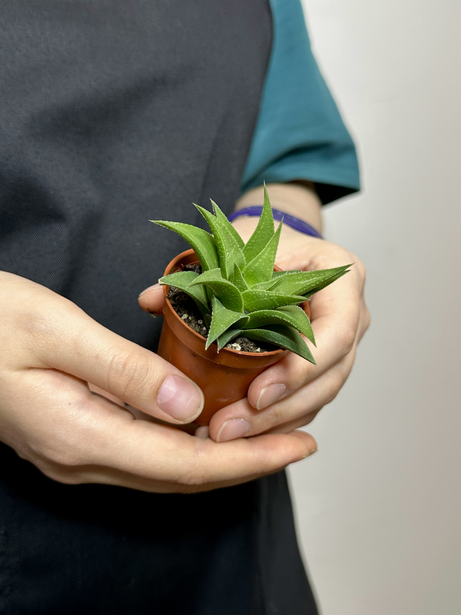 Хавортия Извилистая (Haworthia Tortuosa) D5см