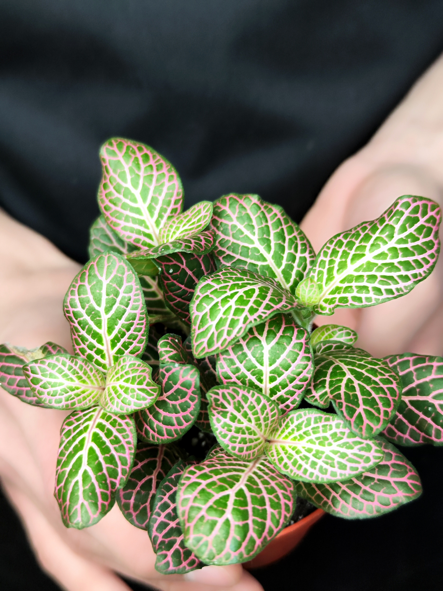 Фиттония Красный Ангел (Fittonia Red Angel) D8,5см