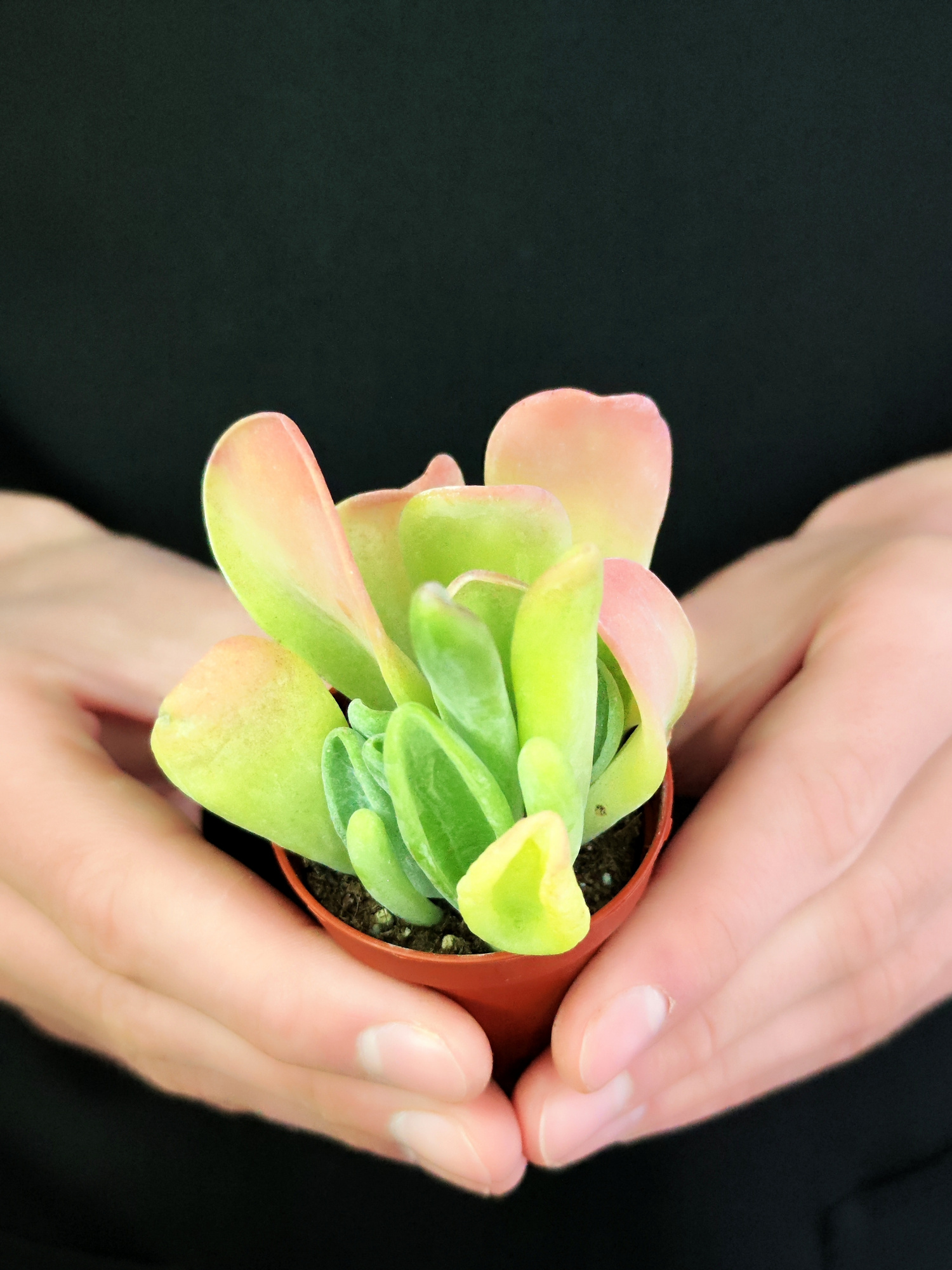 Каланхоэ Орикула Ред (Kalanchoe Oricula Red) D5см