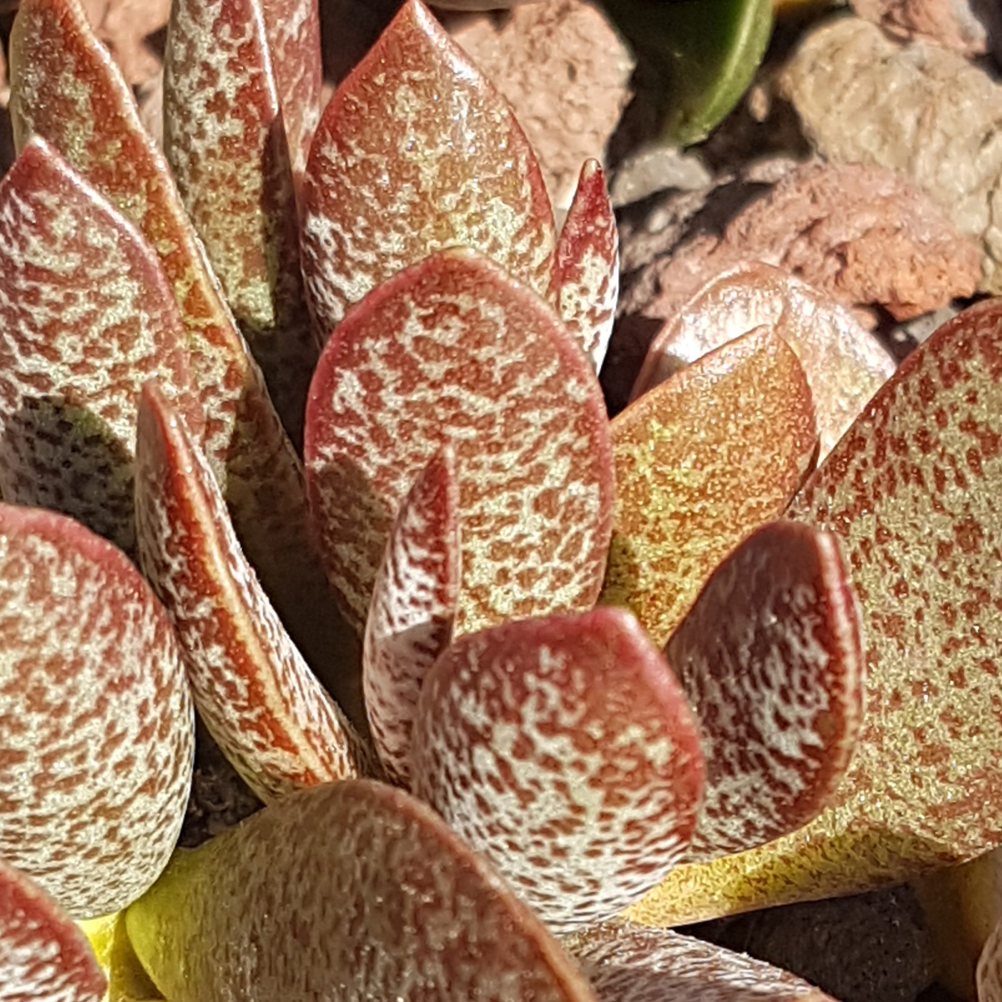 Адромискус Салико Хеартс (Adromischus Calico Hearts) D5см