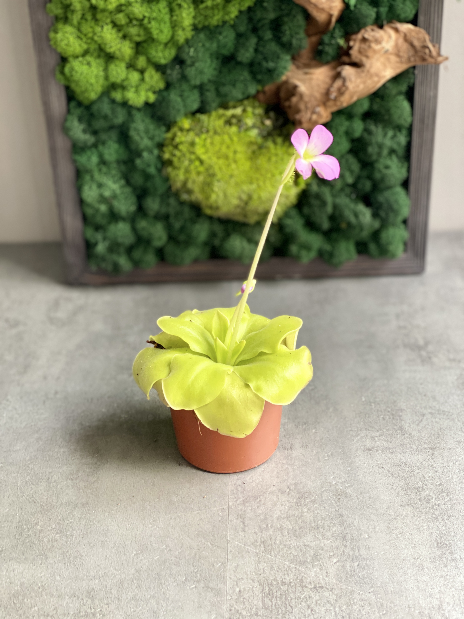 Жирянка Гватемала (Pinguicula Guatemala) D9см