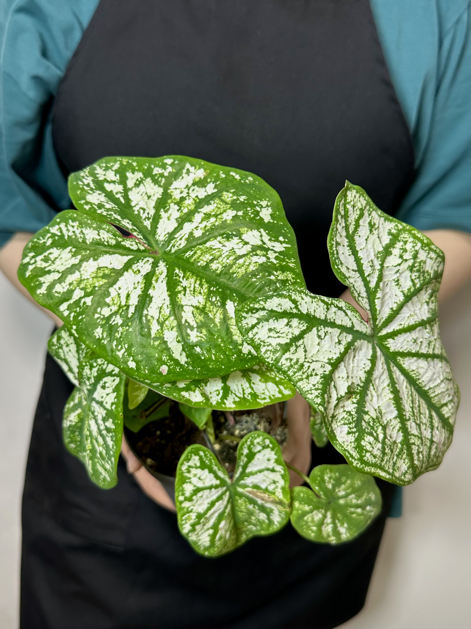 Каладиум Вайт Кристмас, или Белое Рождество (Caladium White Christmas) D12см