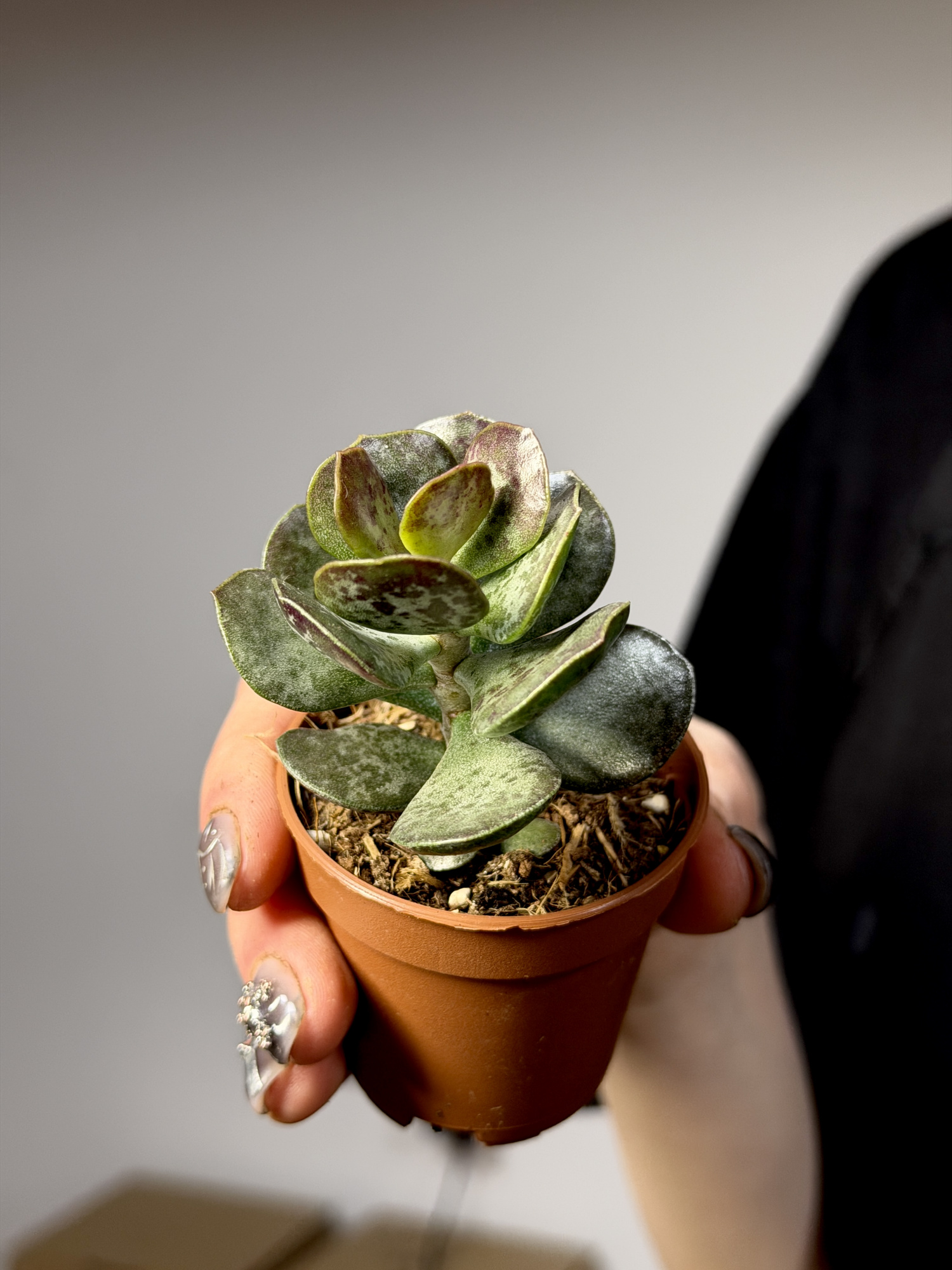 Адромискус Макулатус Гибрид Крапчатый (Adromischus Maculatus Hybrid) D5см