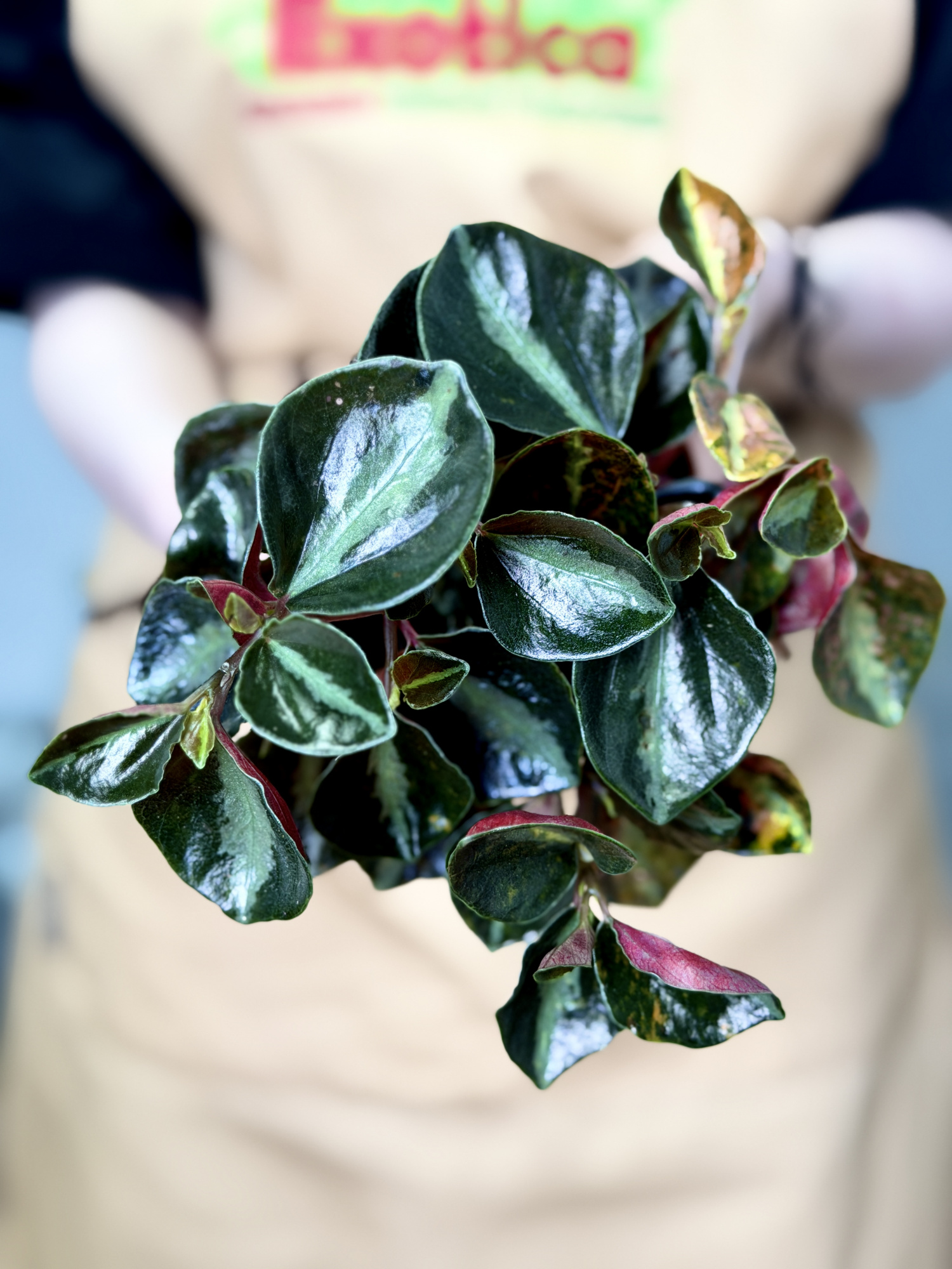 Пеперомия Крем Брюле (Peperomia Creme Brulee) D8см