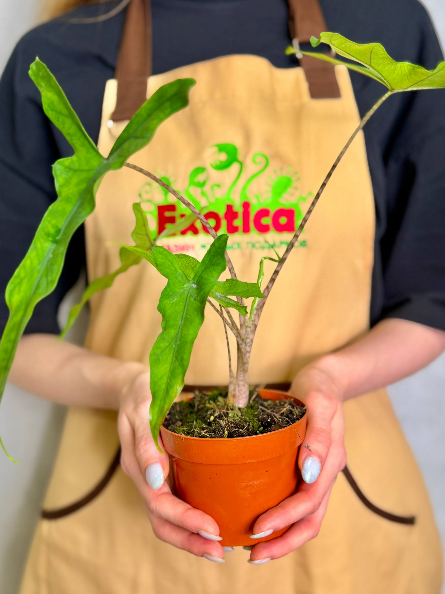 Алоказия Сабрина Нэрроу (Alocasia Sabrina Narrow) D12см