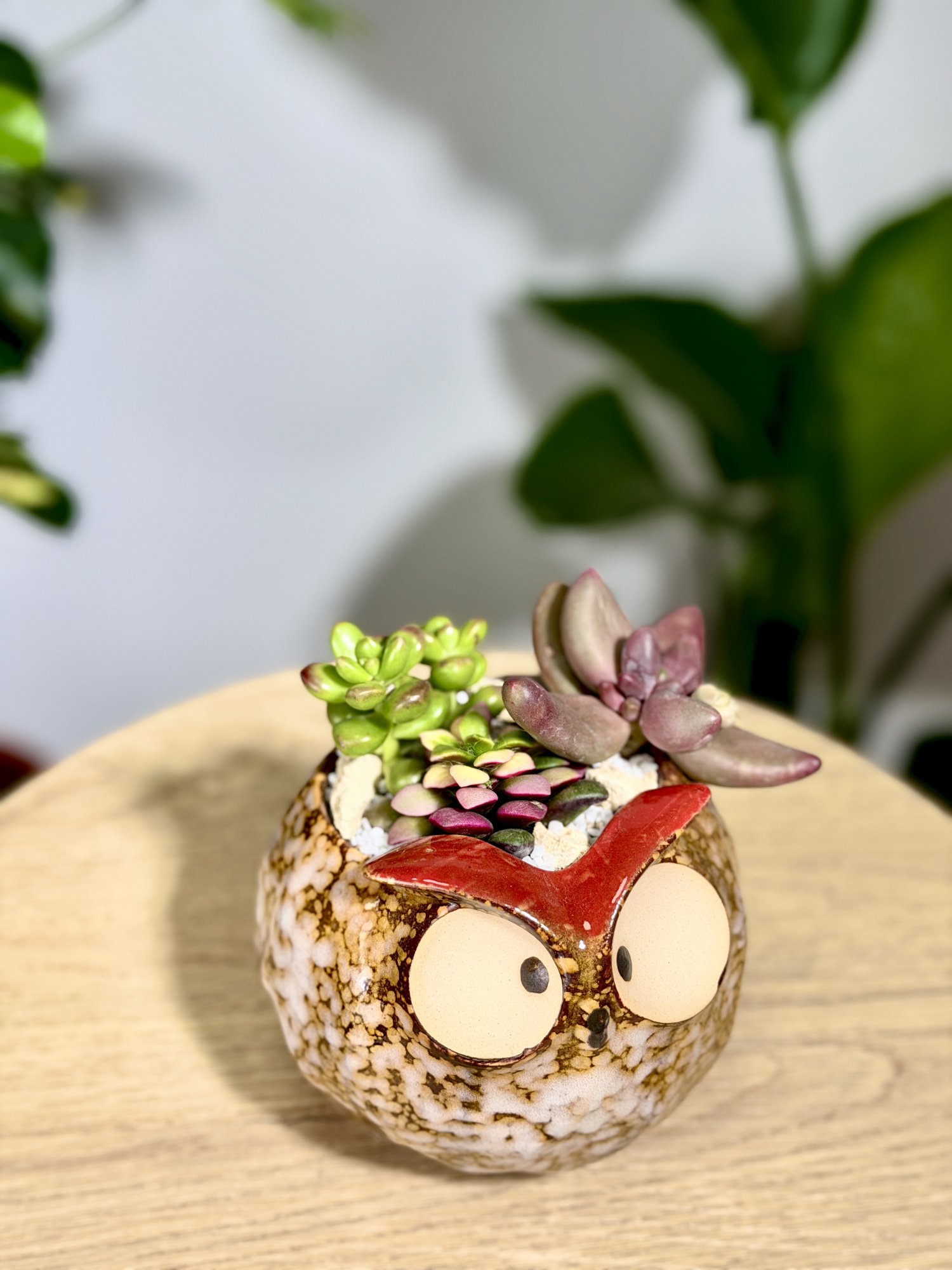 Мини сад с суккулентами "Сова"