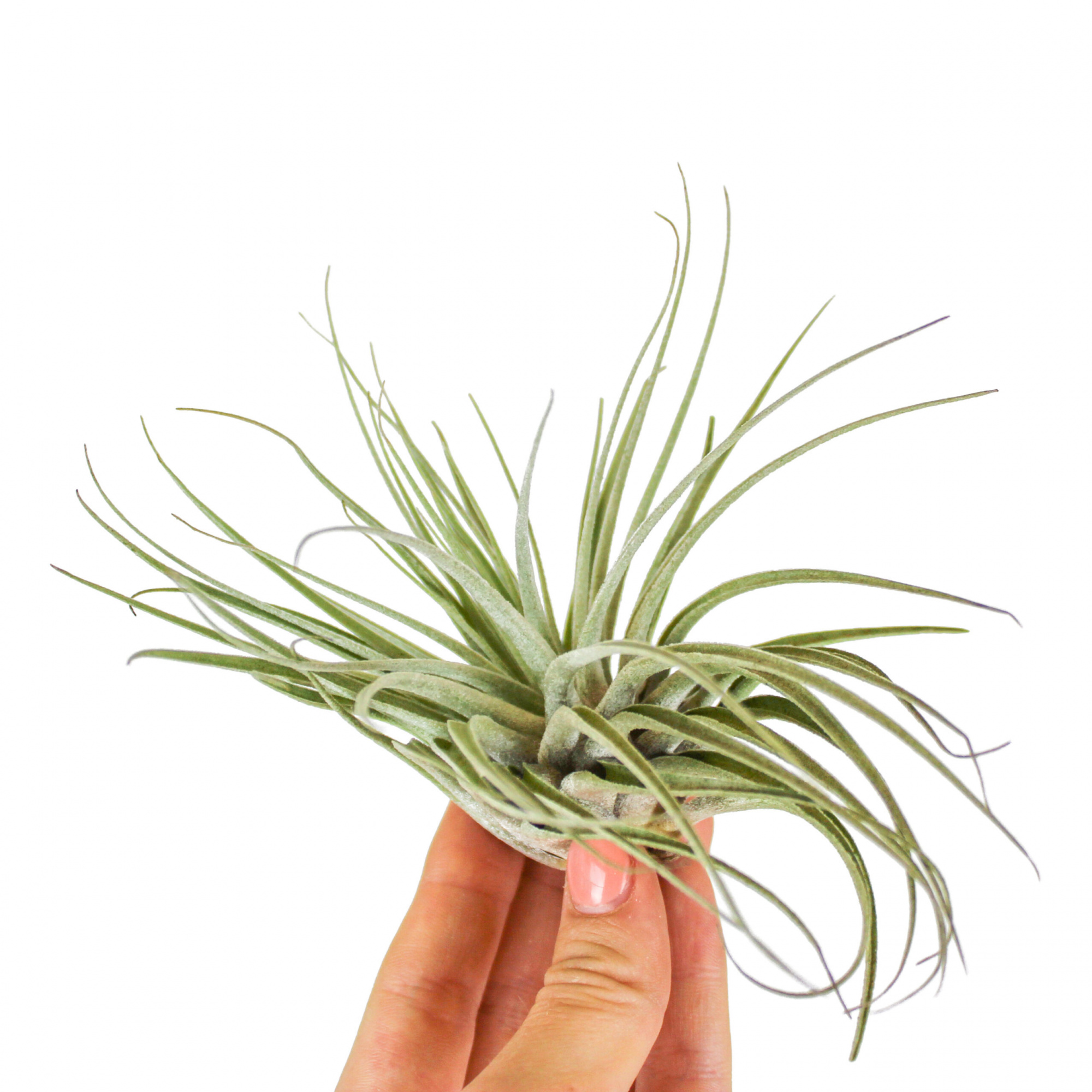 Тилландсия Оаксакана (Tillandsia Oaxacana)