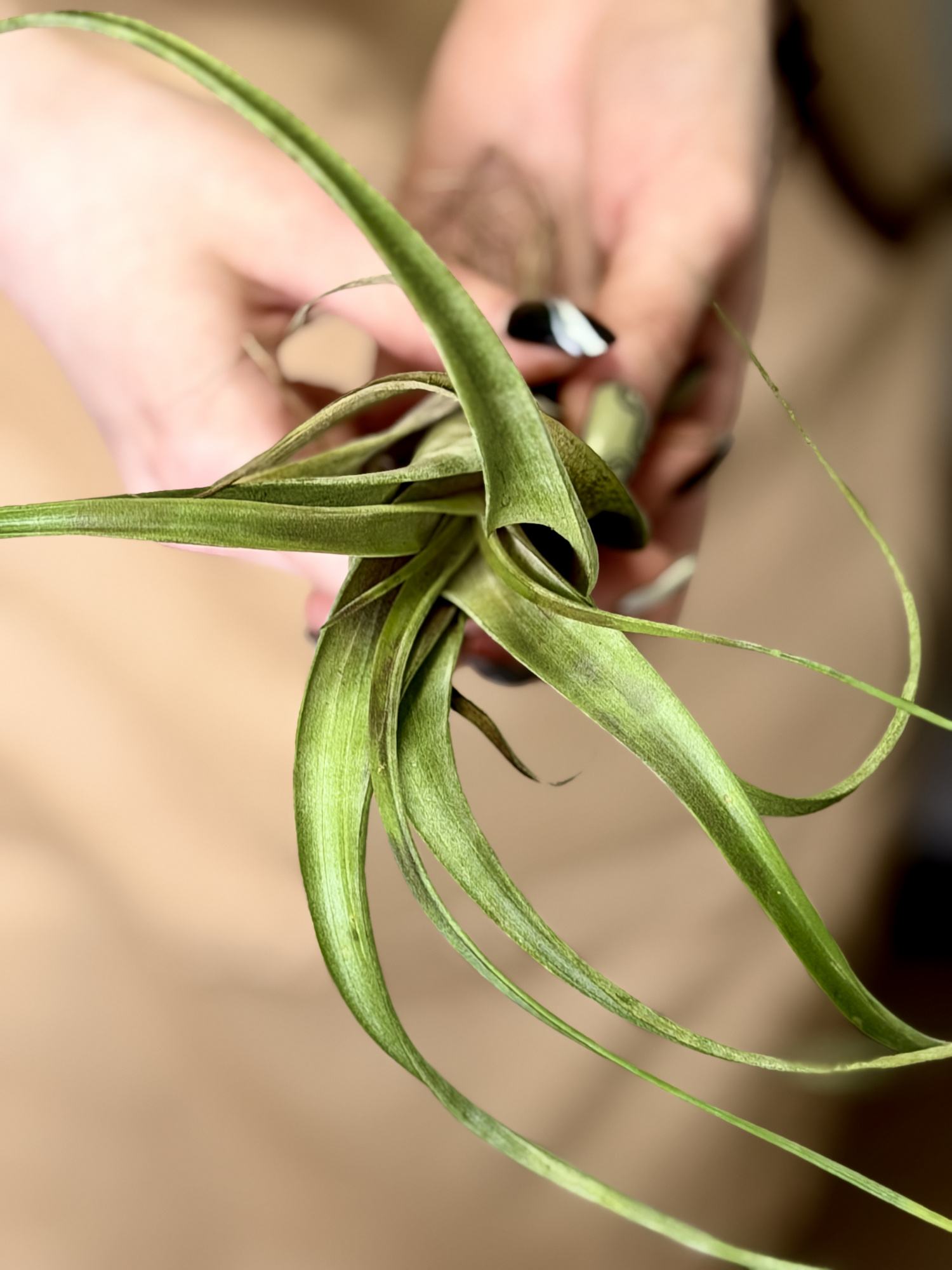 Тилландсия Суринейм (Tillandsia Suriname)