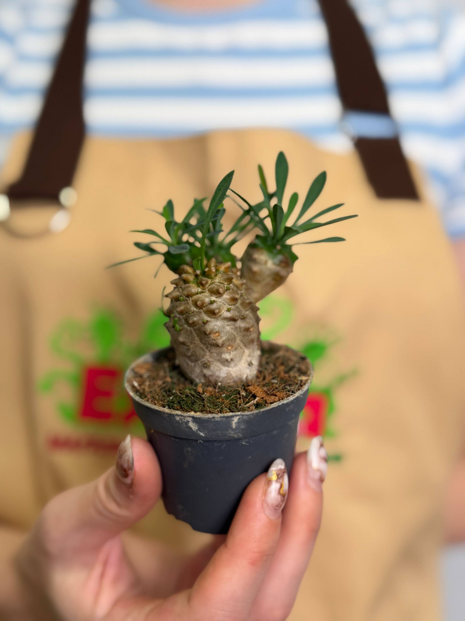 Эуфорбия Японика, или Молочай Японский (Euphorbia Japonica) D6см