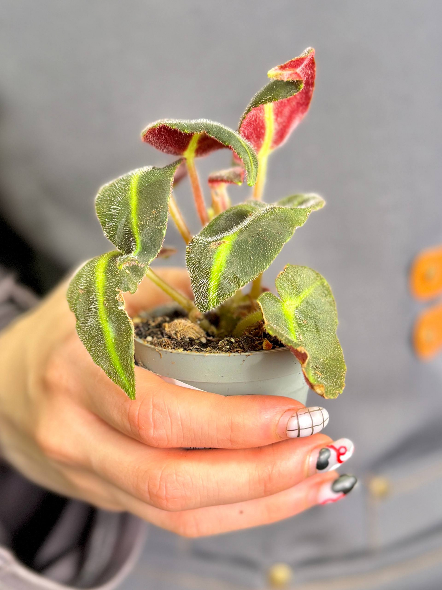 Бегония Рекс Листада (Begonia Listada Rex) D6см