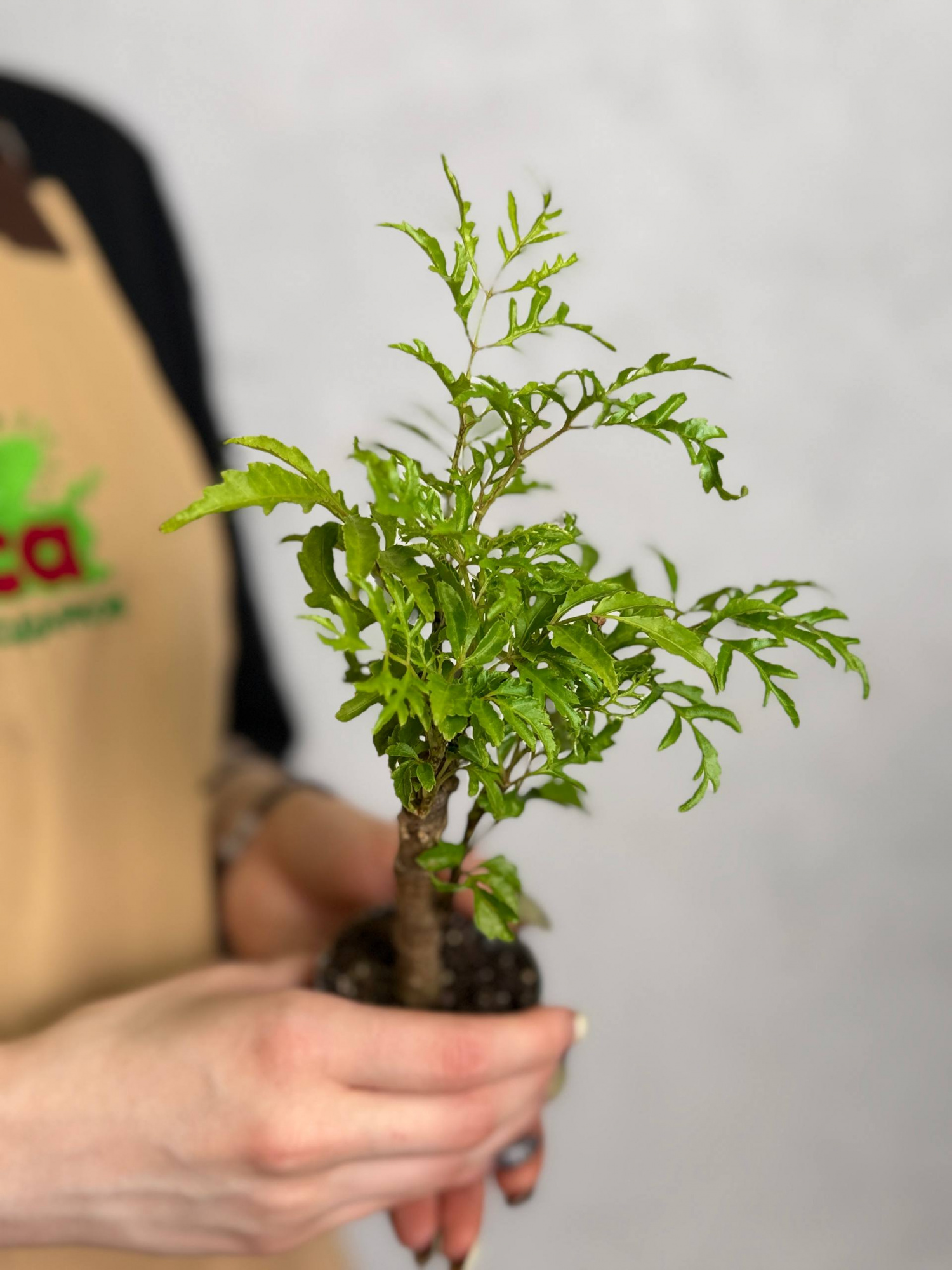 Полисциас Папоротниколистный (Polyscias Filicifolia) D6см