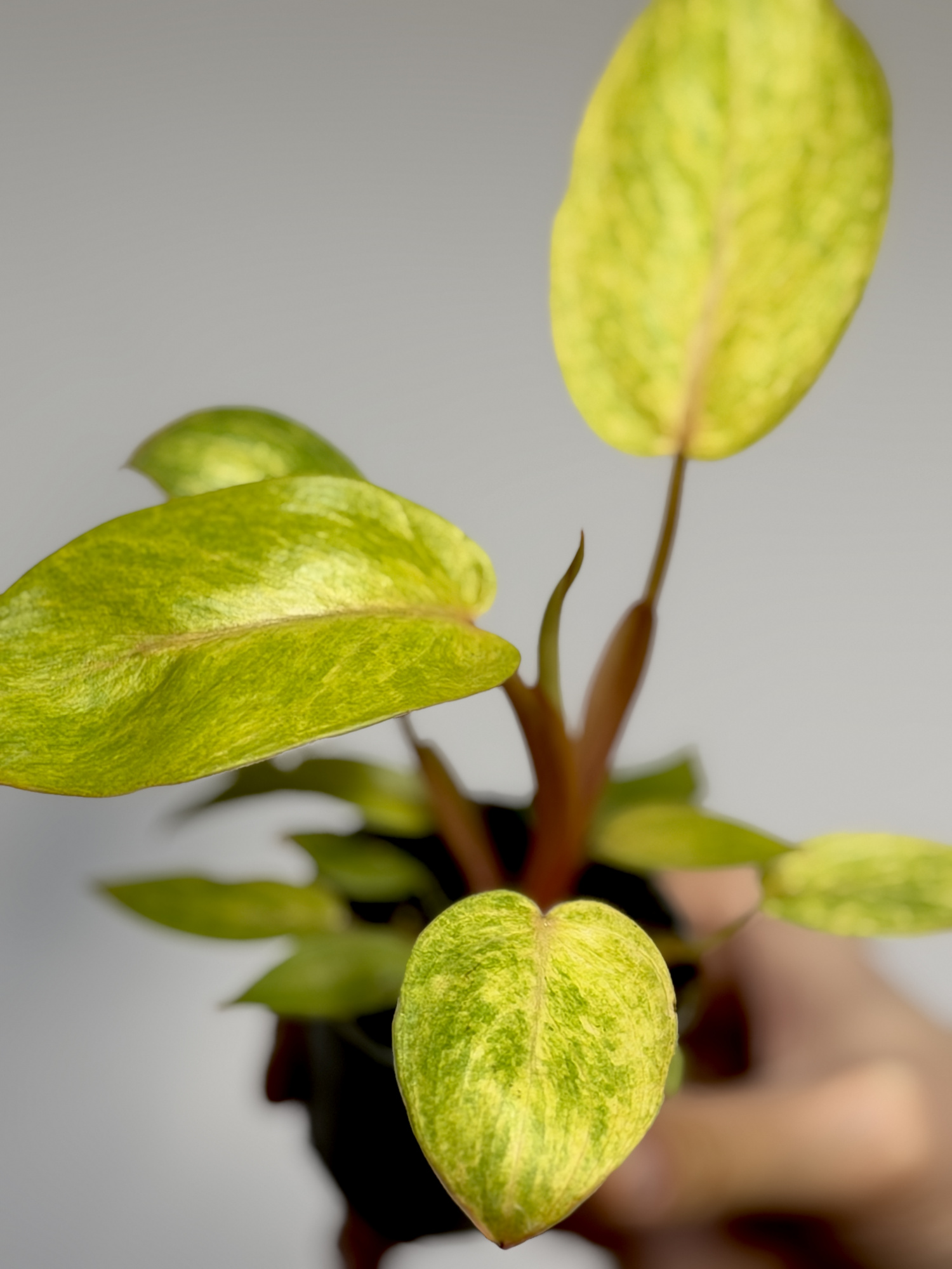 Филодендрон Расписная Леди (Philodendron Painted Lady) D6см