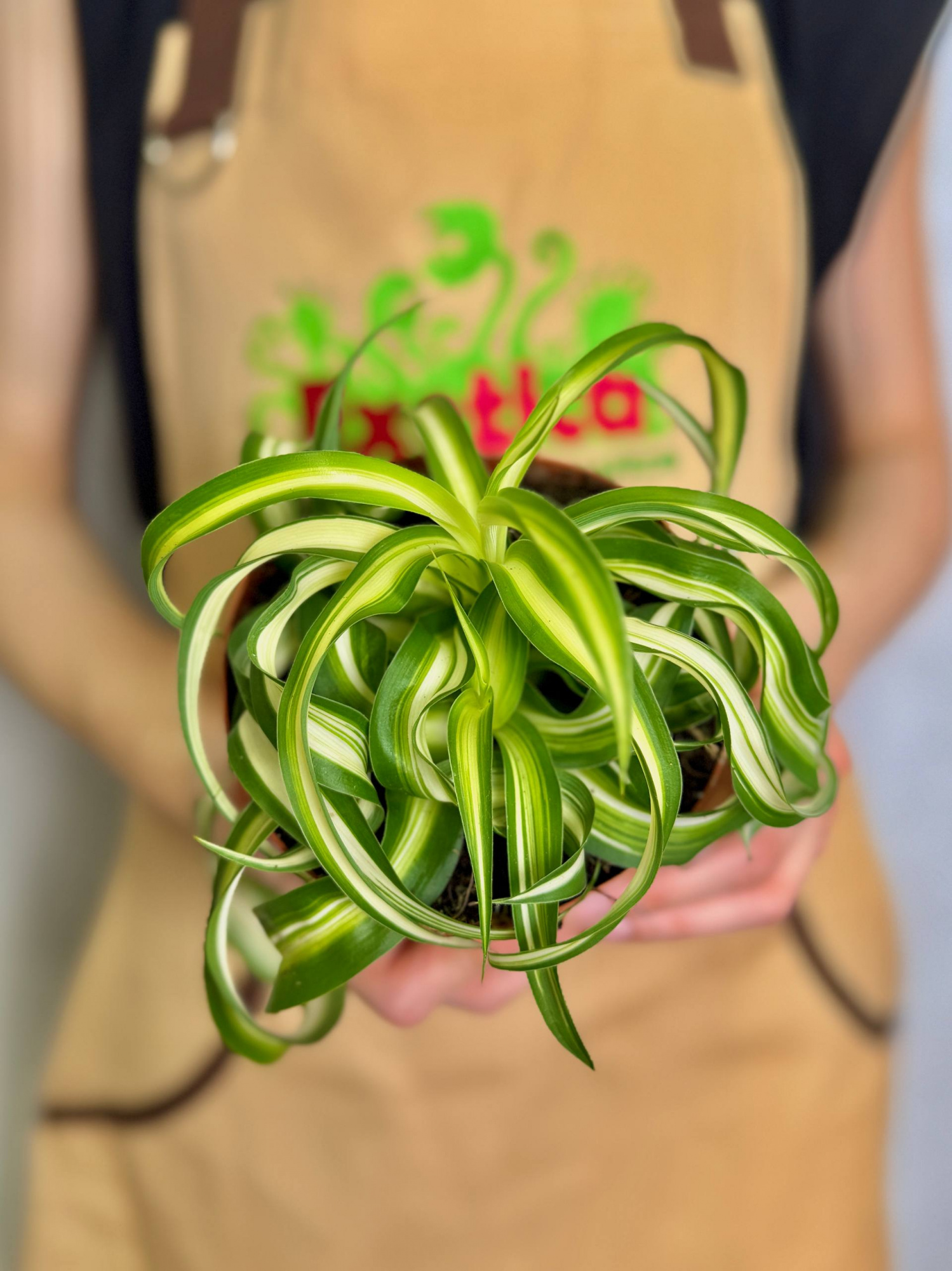 Хлорофитум Бонни Кудрявый (Chlorophytum Bonnie Variegata) D12см