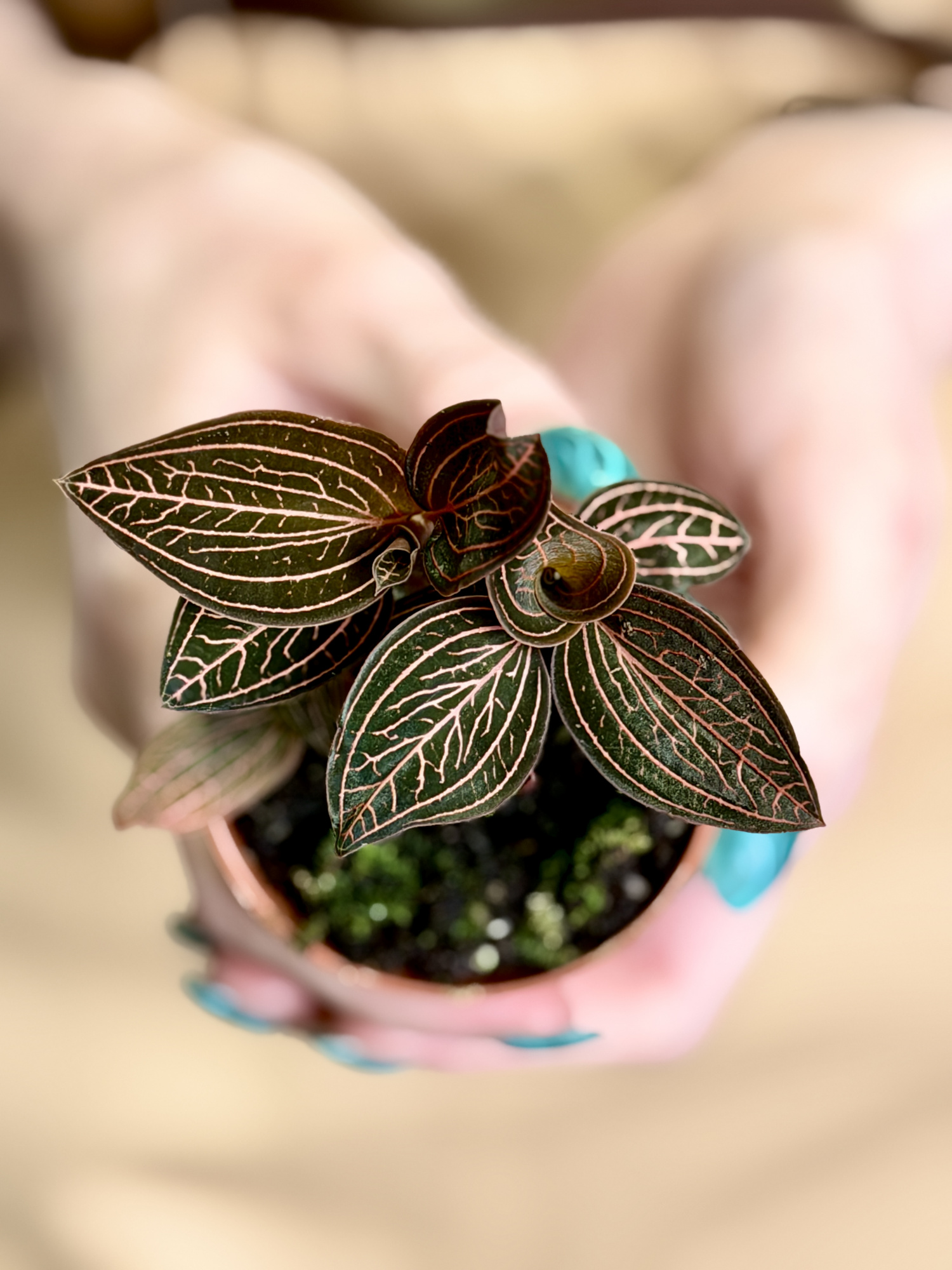 Драгоценная Орхидея Анектохилус Чапаэнсис (Jewel Orchid Anoectochilus Chapaensis) D6см