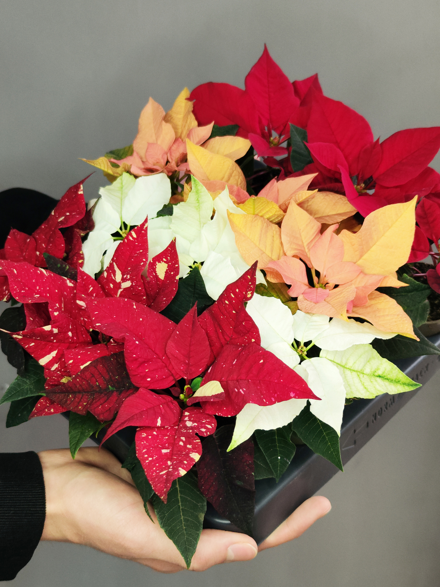 Пуансеттия Ванильно - Лимонная (Poinsettia Lemon Snow) D6см