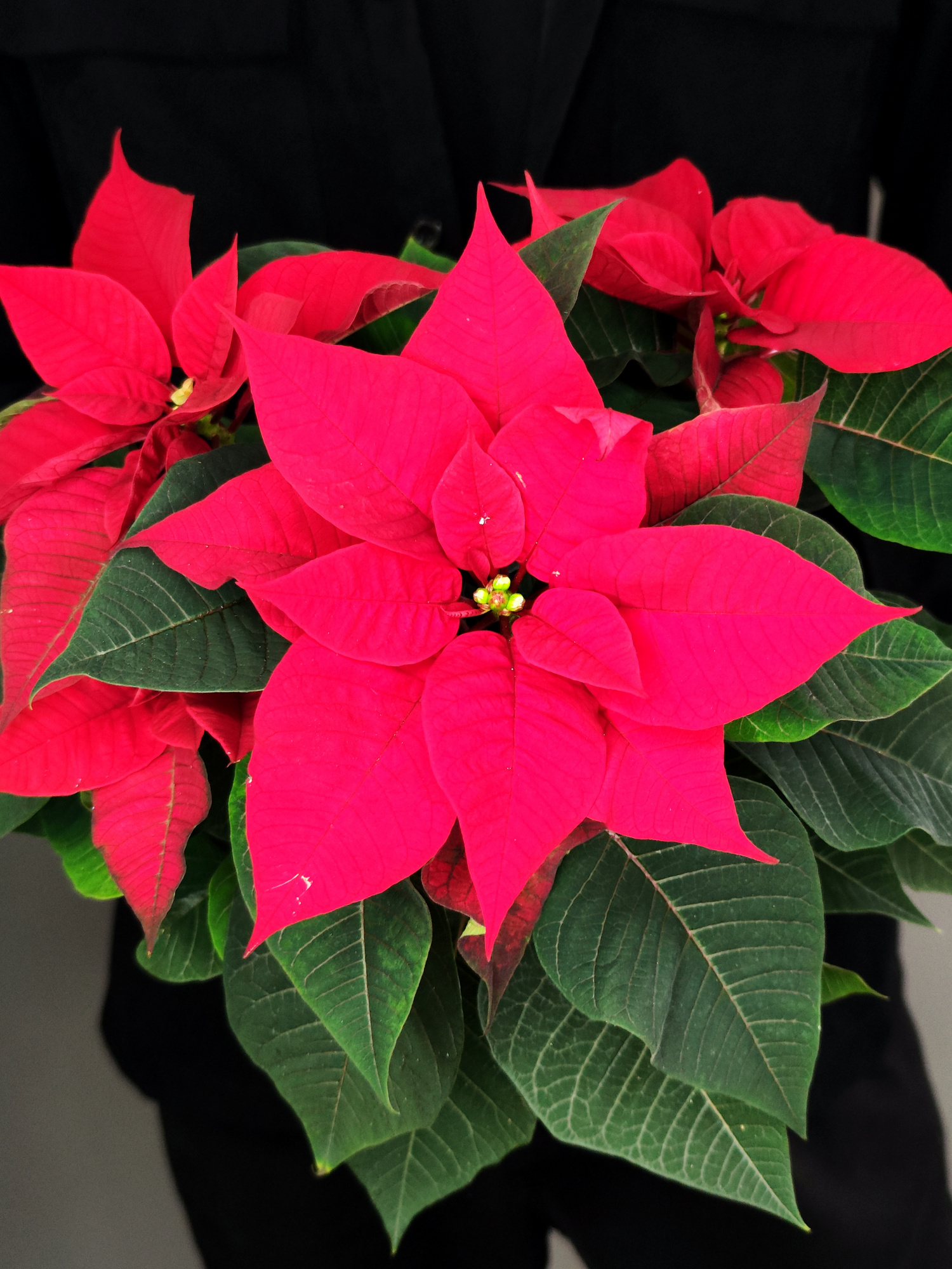 Пуансеттия Фрея Красная (Poinsettia Freya Red) D13см