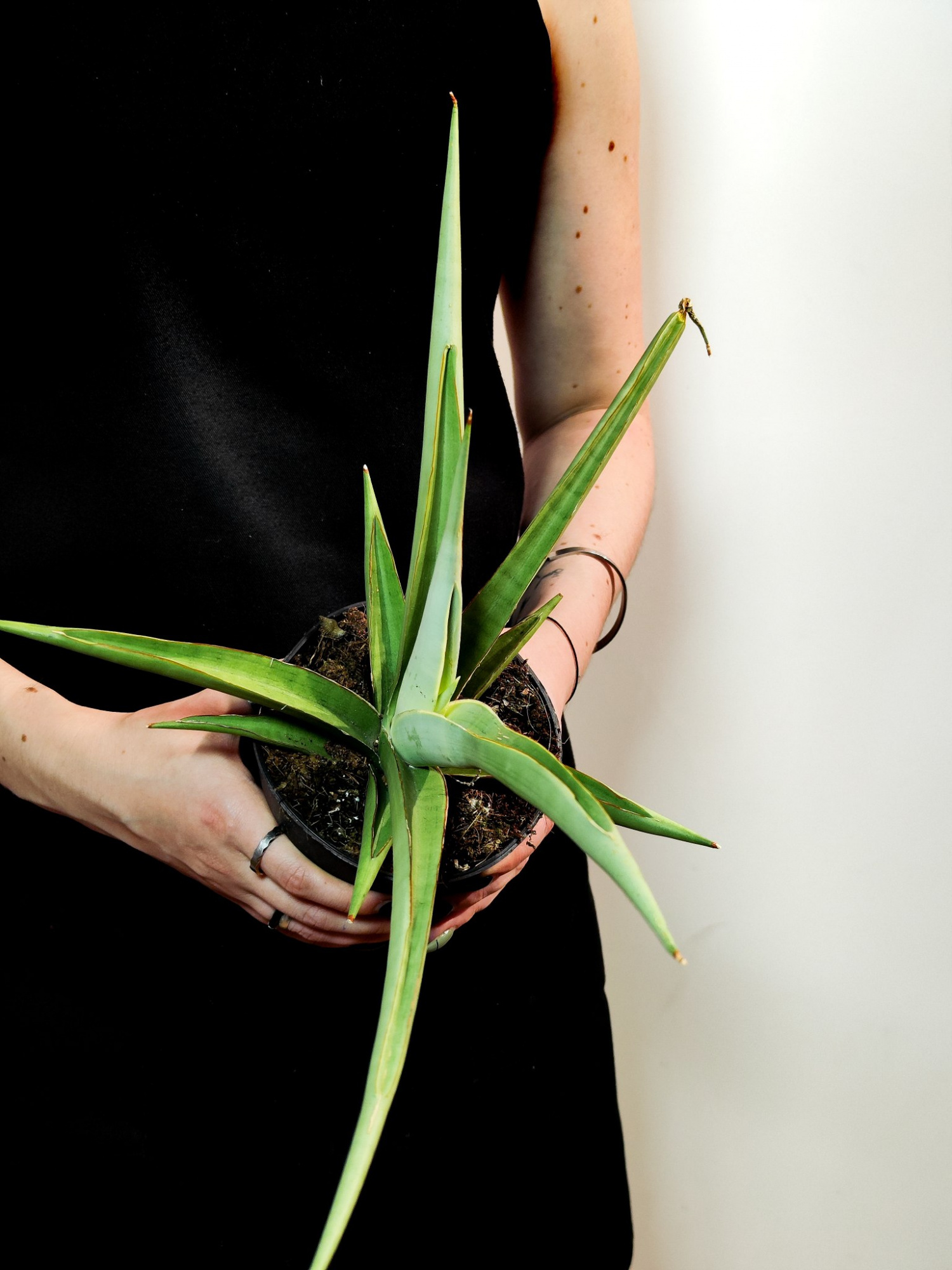 Сансевиерия Комета Пастель Грей (Sansevieria Comet Pastel Grey) D12см