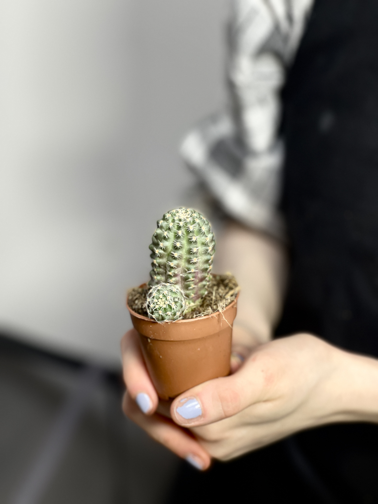 Ребуция Пигмея (Rebutia Pygmaea) D5см