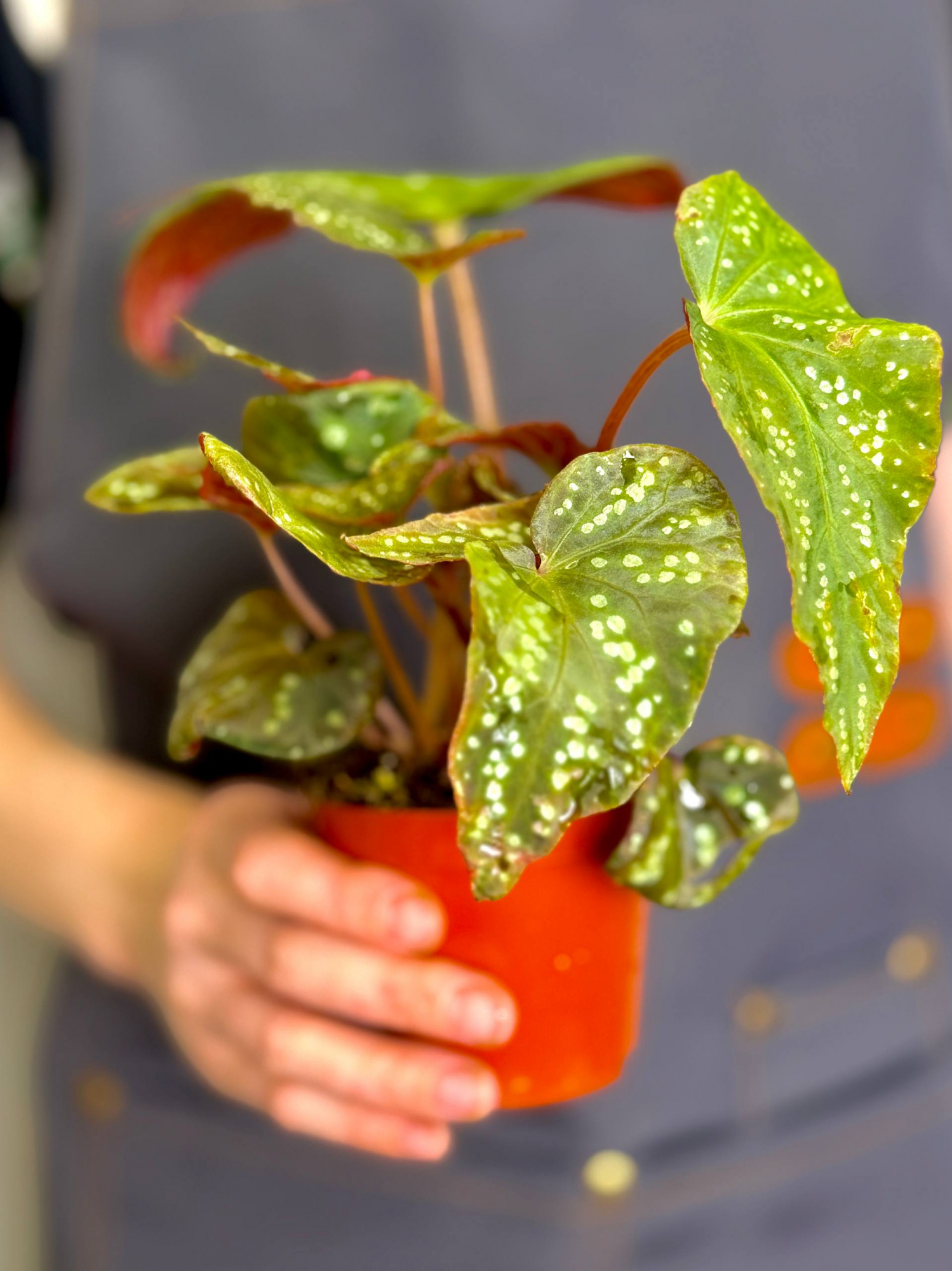Бегония Пандора (Begonia Pandora) D8см