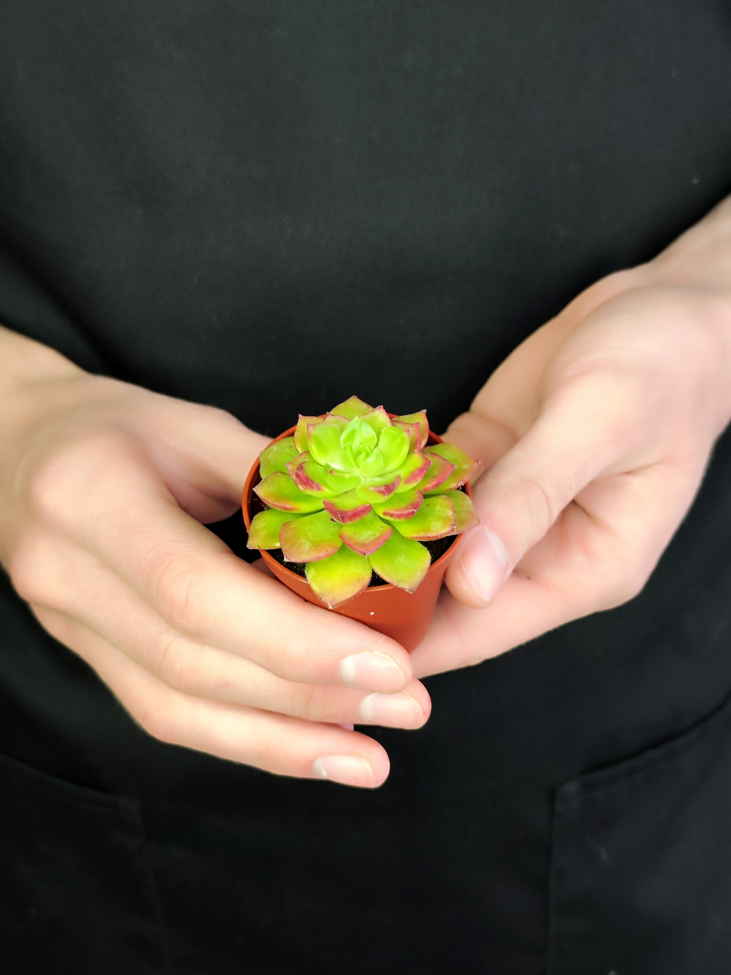 Эхеверия Аффинис Ред (Echeveria Affinis Red) D5см