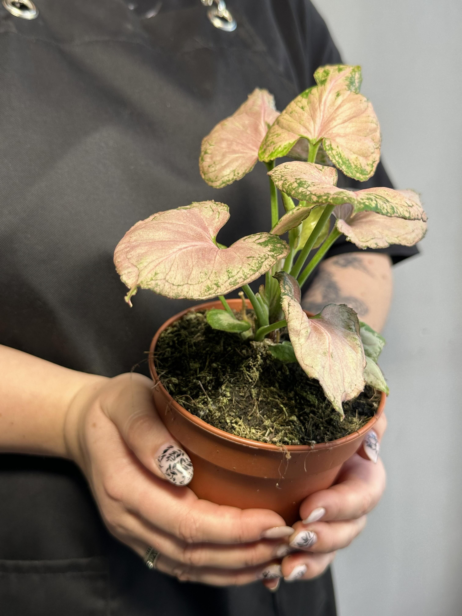 Сингониум Конфетти Милк (Syngonium Milk Konfetti) D12см