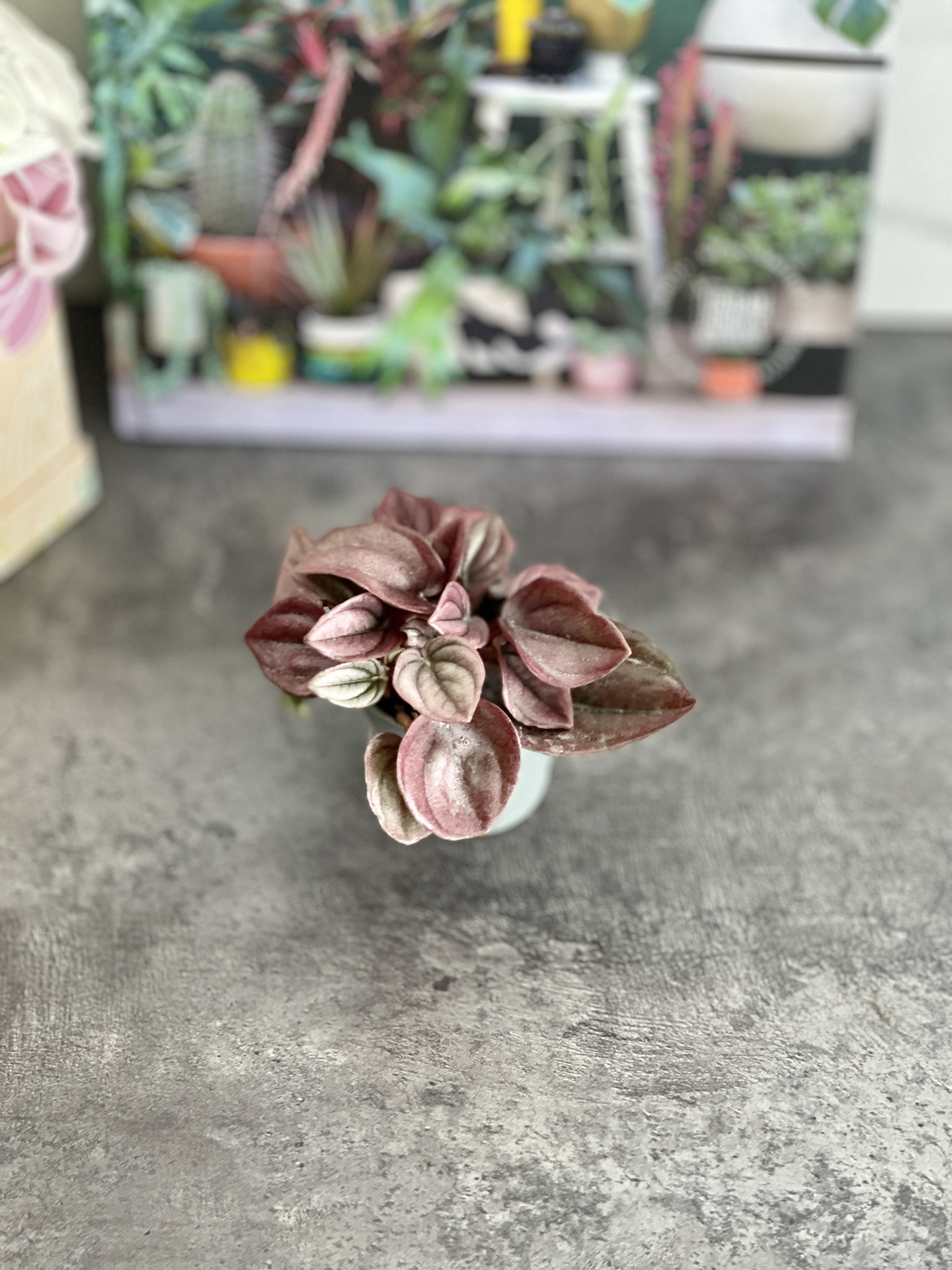 Пеперомия Каперата Кайен (Peperomia Сaperata Cayenne) D5см