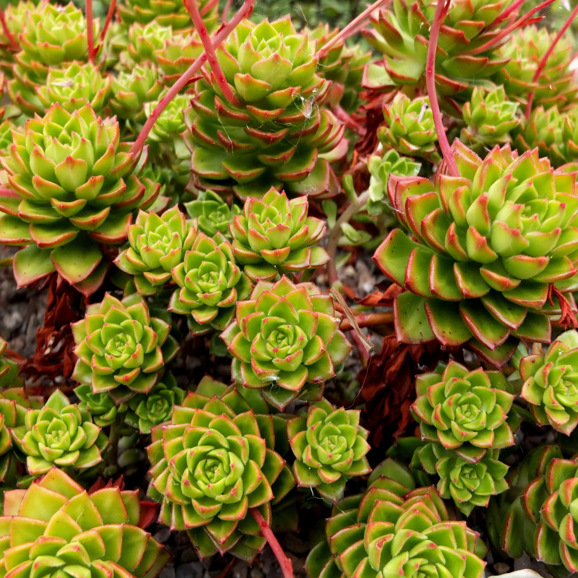 Эхеверия Аффинис Ред (Echeveria Affinis Red) D5см
