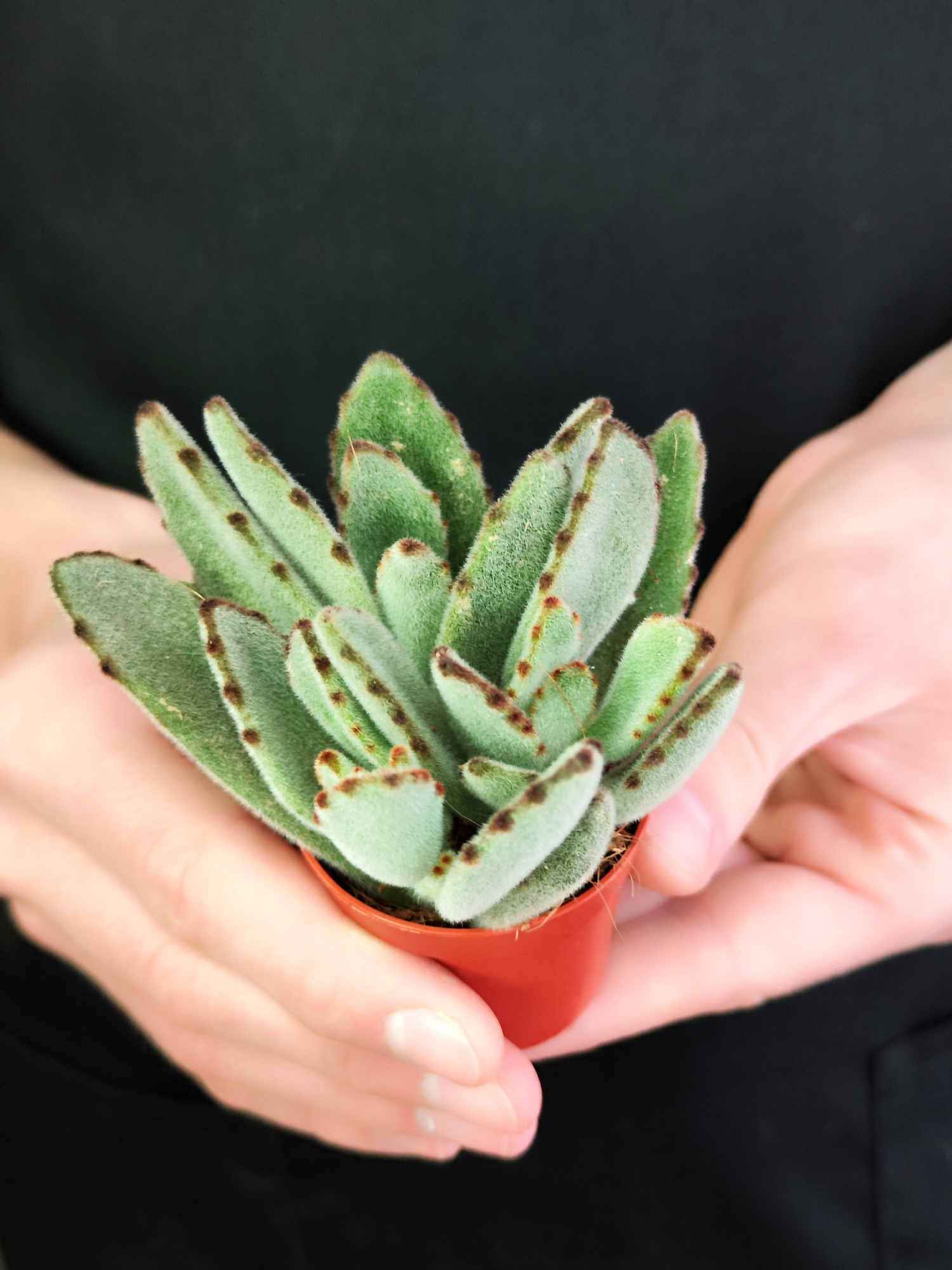 Каланхоэ Томентоза Лайт, или Войлочное (Kalanchoe Tomentosa Light) D5см
