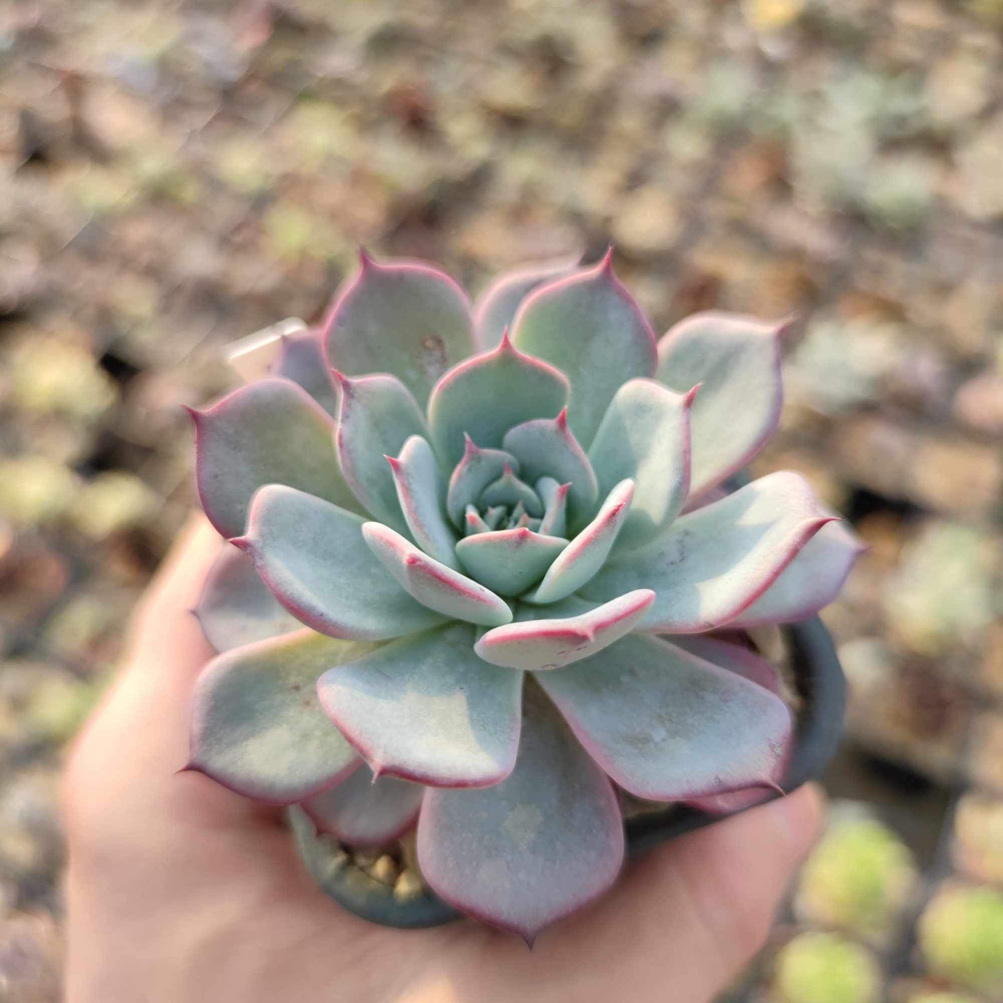 Эхеверия Джуст (Echeveria Joost) D5см