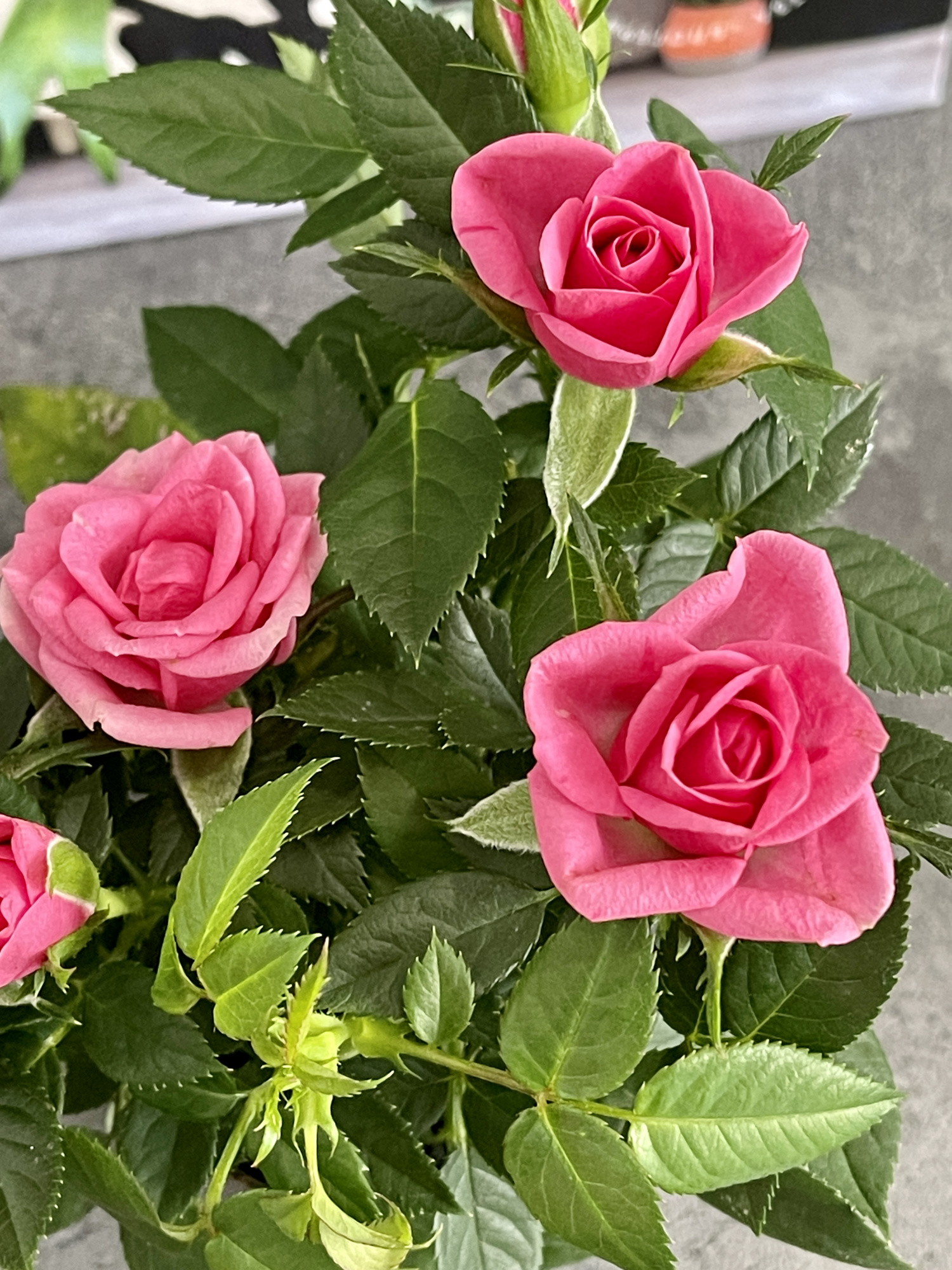 Роза Даника комнатная розовая (Rosa Danica "Pink") D6см