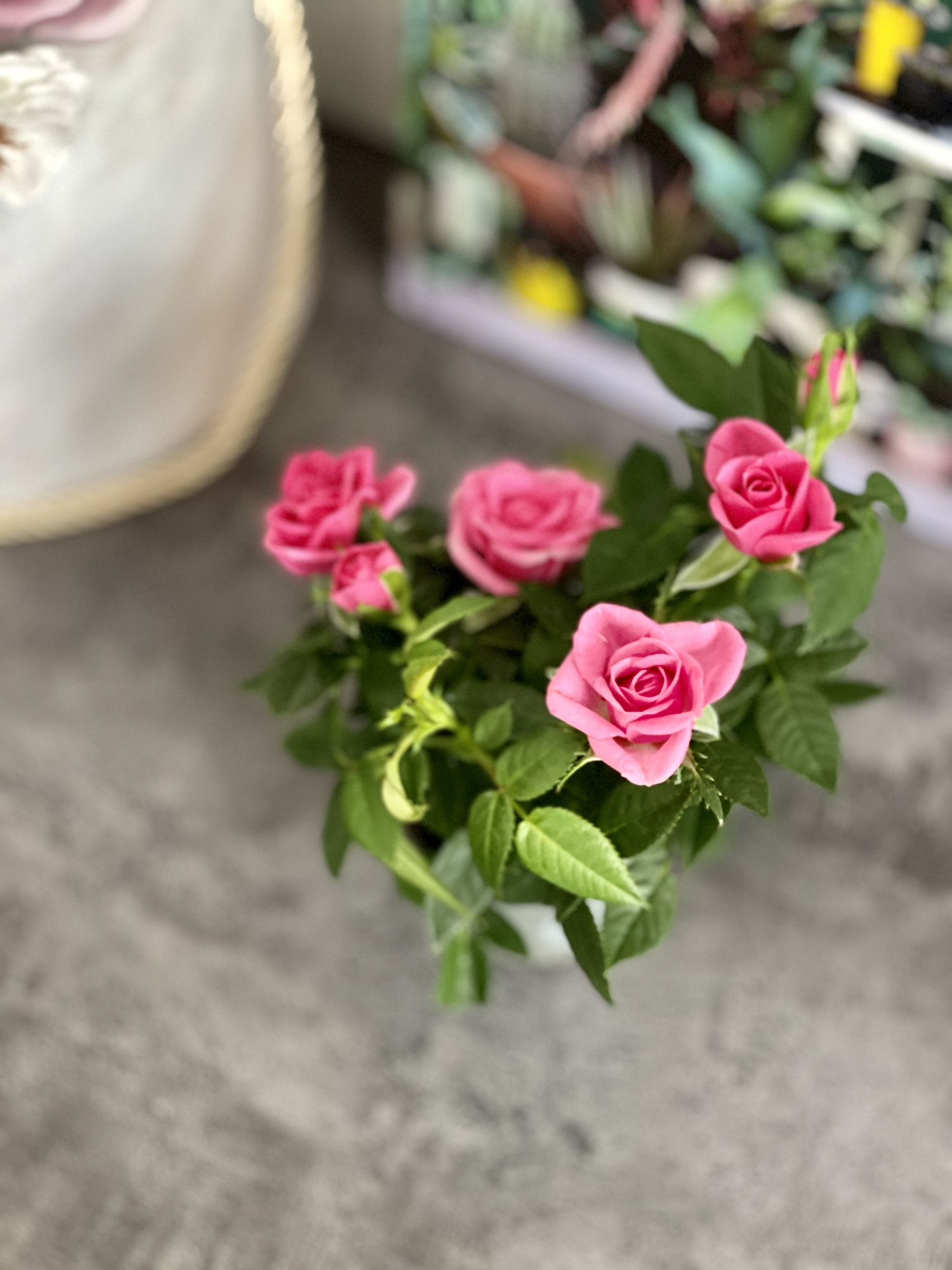 Роза Даника комнатная розовая (Rosa Danica "Pink") D6см