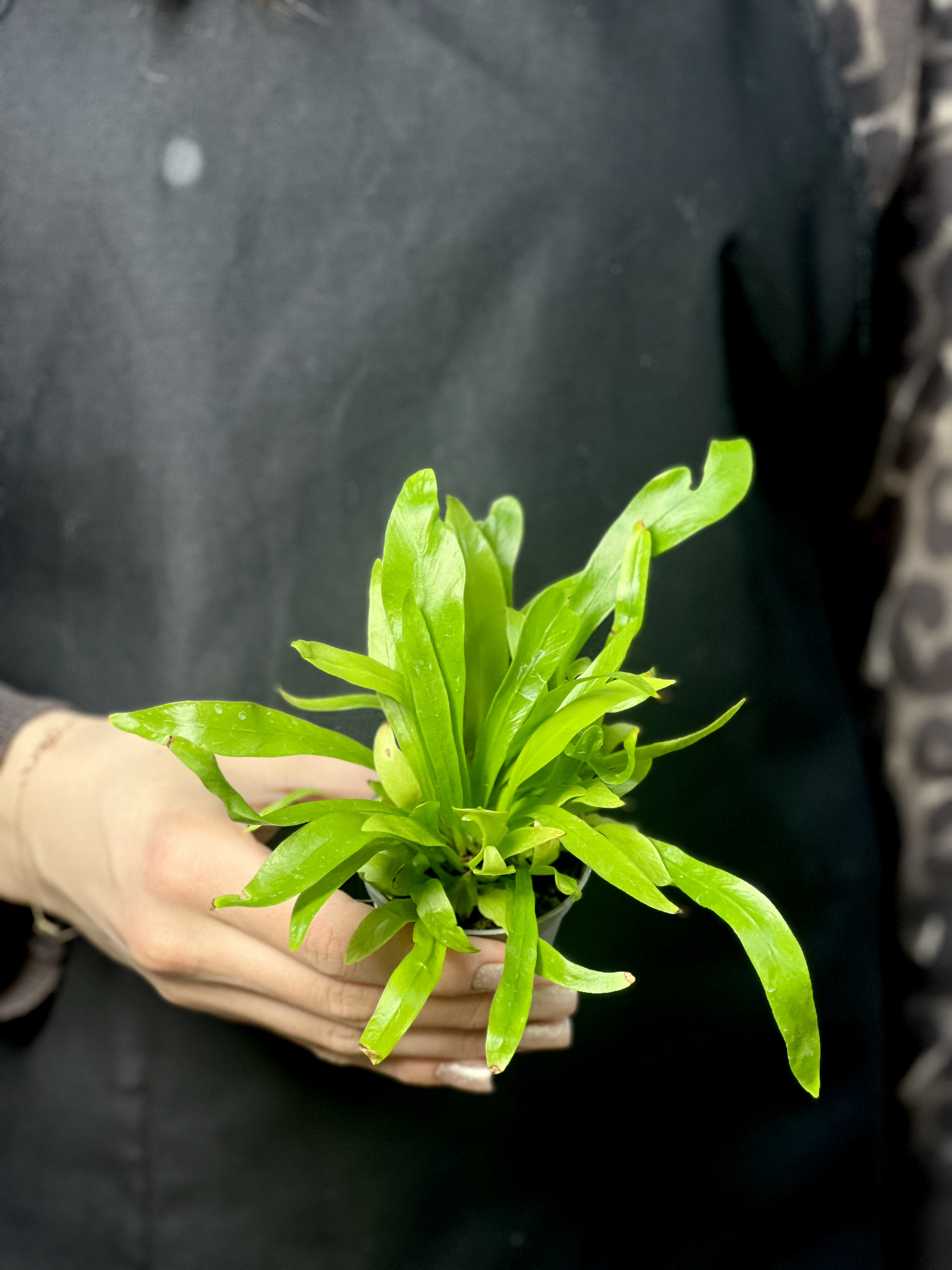 Асплениум Антикум (Asplenium Antiquum) D6см