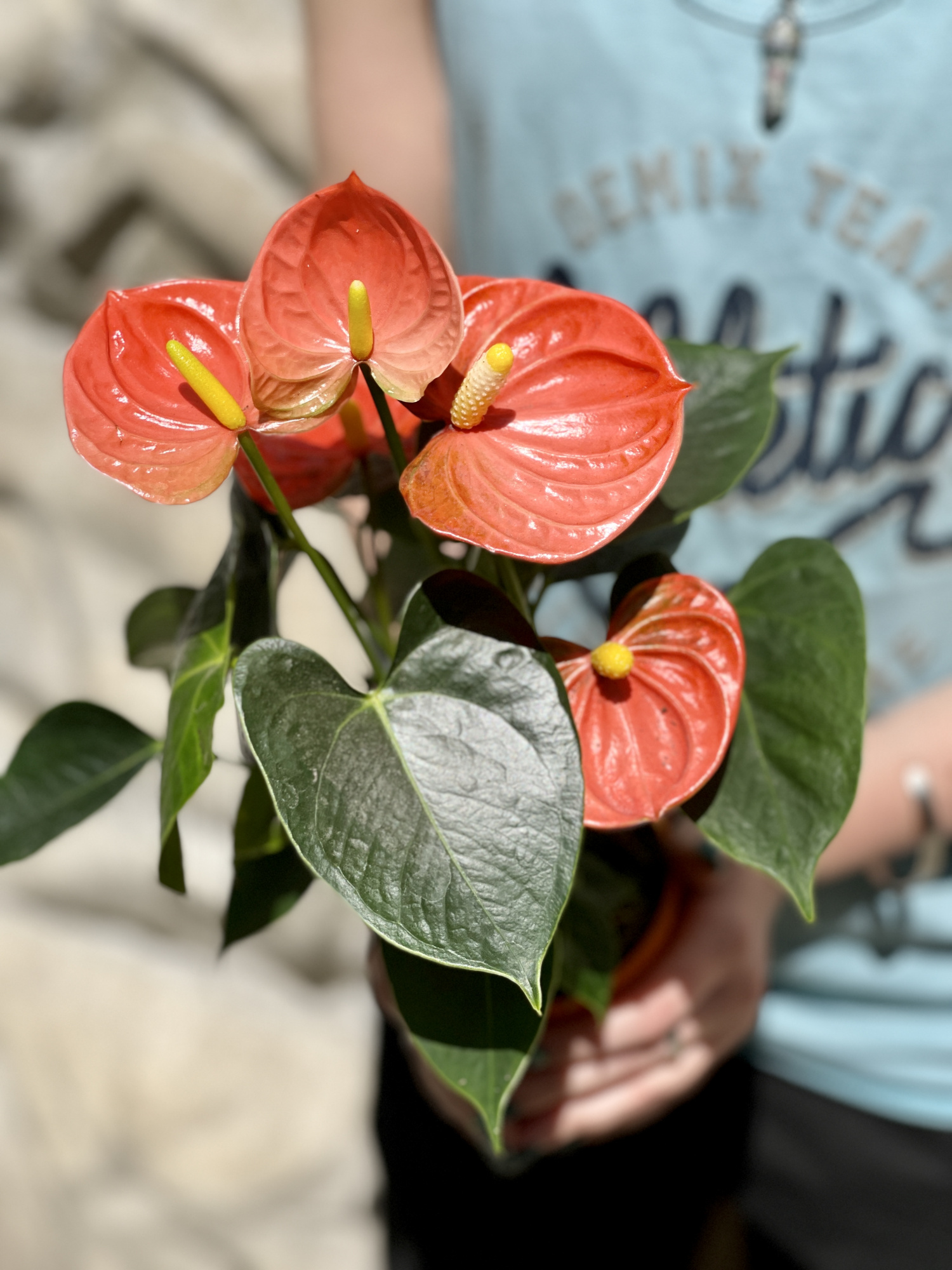 Антуриум Андре Оранжевый (Anthurium Аndraeanum Orange) D9см