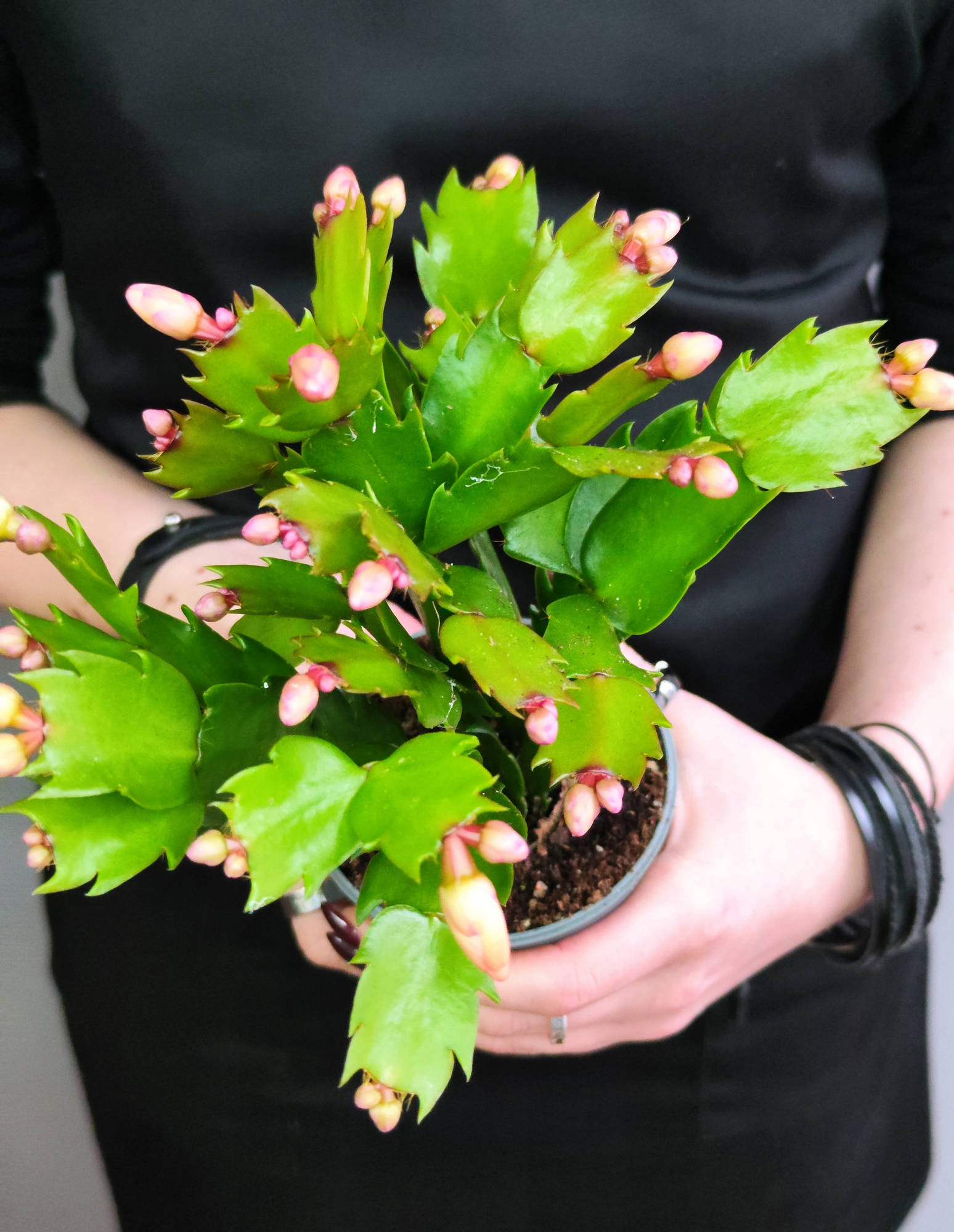 Декабрист Желтый, или Шлюмбергера (Schlumbergera Tendenza Yellow) D9см