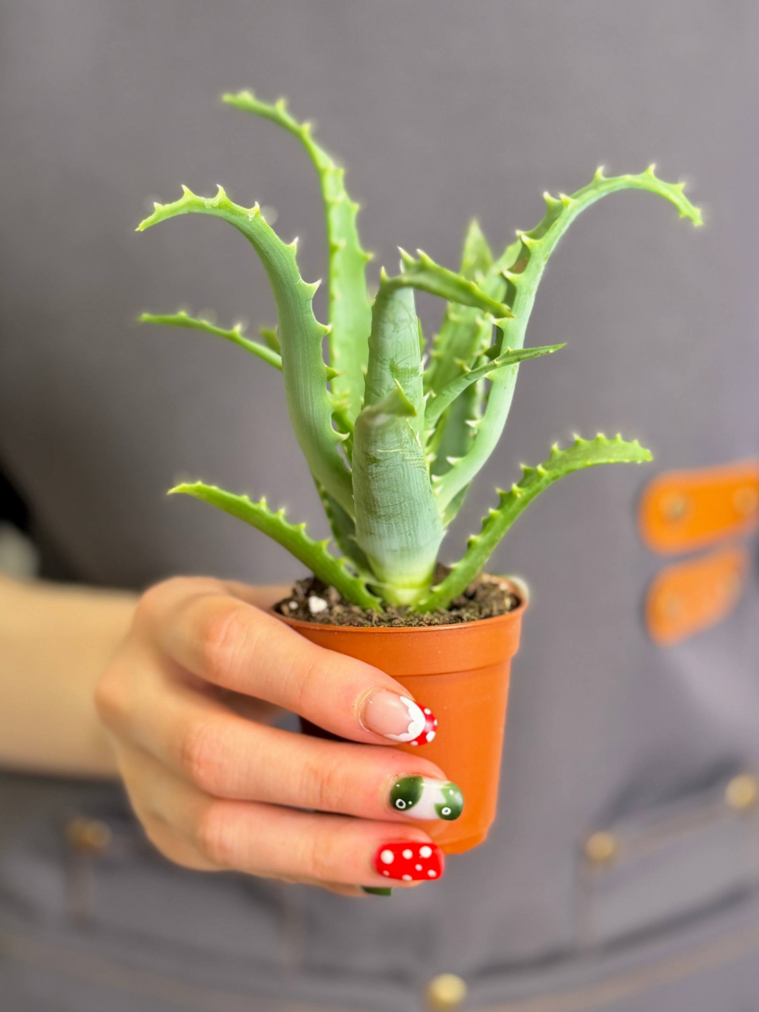 Алоэ Арборесценс, или Древовидное (Aloe Arborescens) D5см