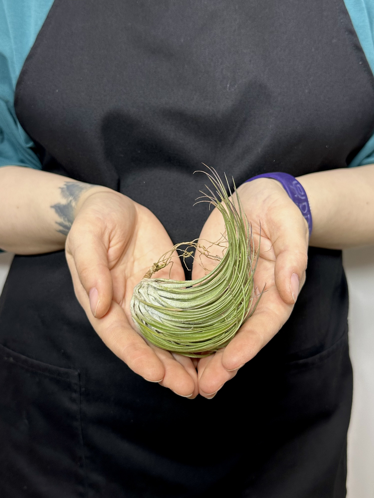 Тилландсия Стрикта Медиум (Tillandsia Stricta Medium)