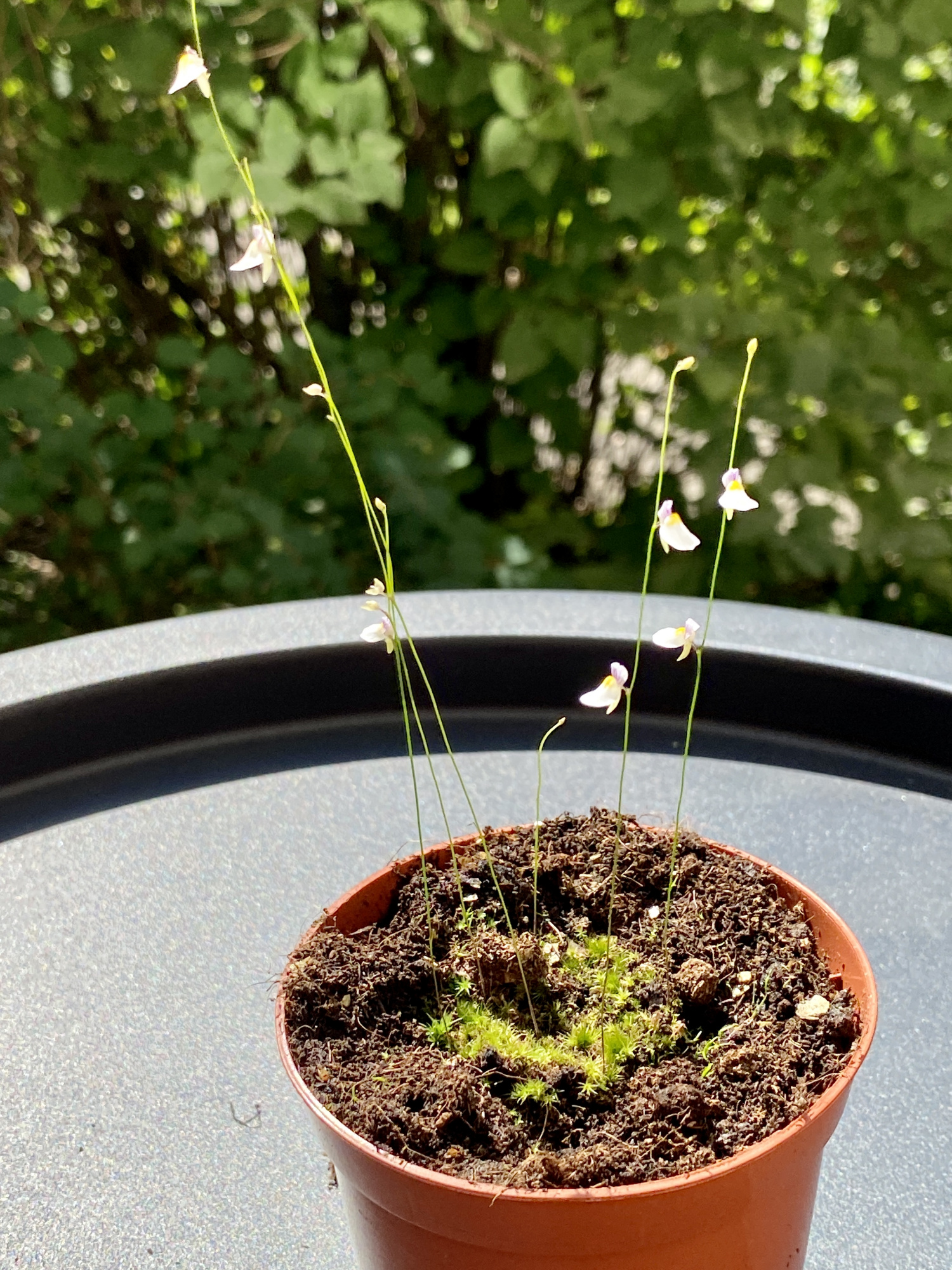 Пузырчатка девственная (Ultricularia Parthenopipes) D9см