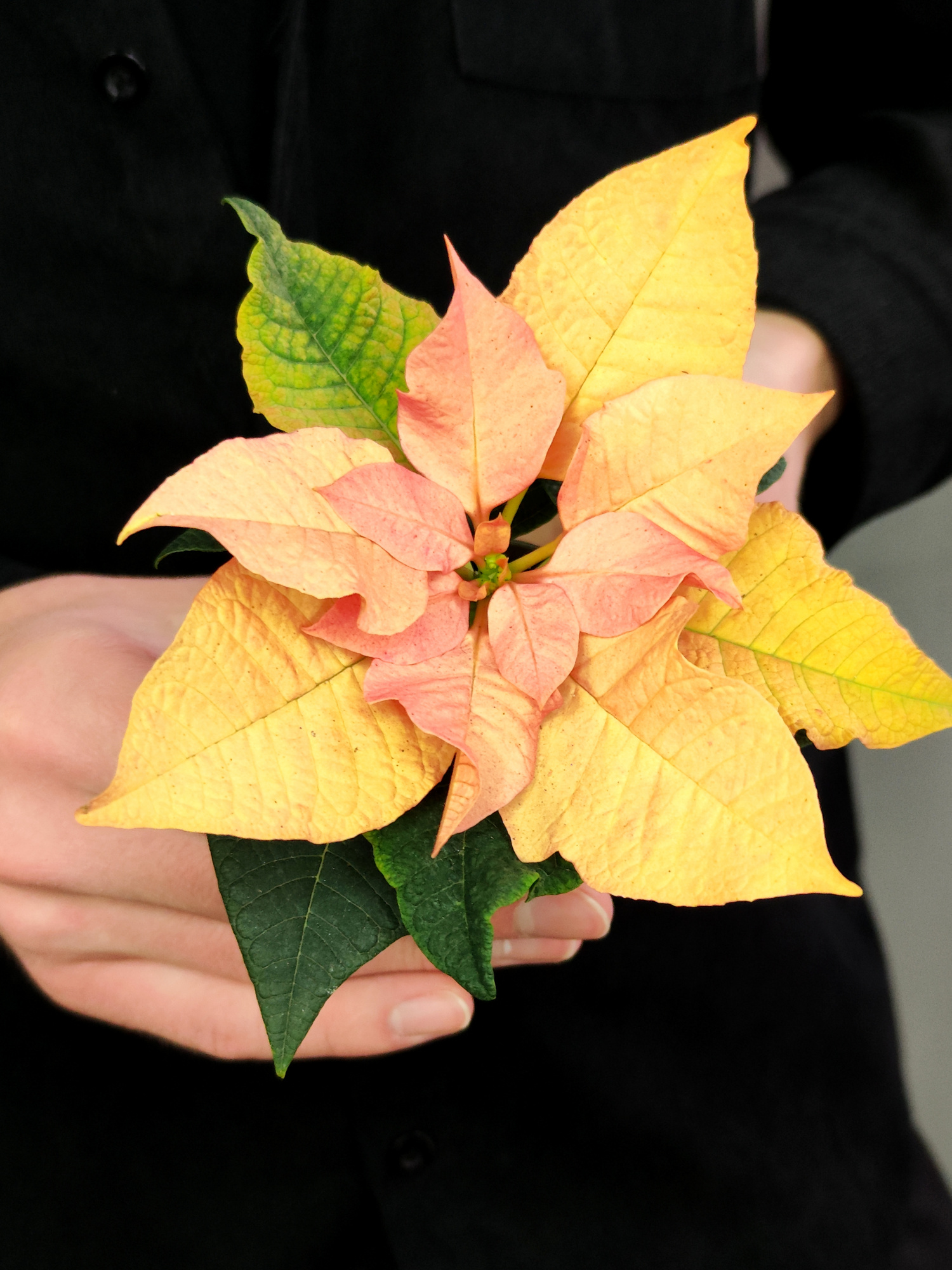 Пуансеттия Ванильно - Лимонная (Poinsettia Lemon Snow) D6см