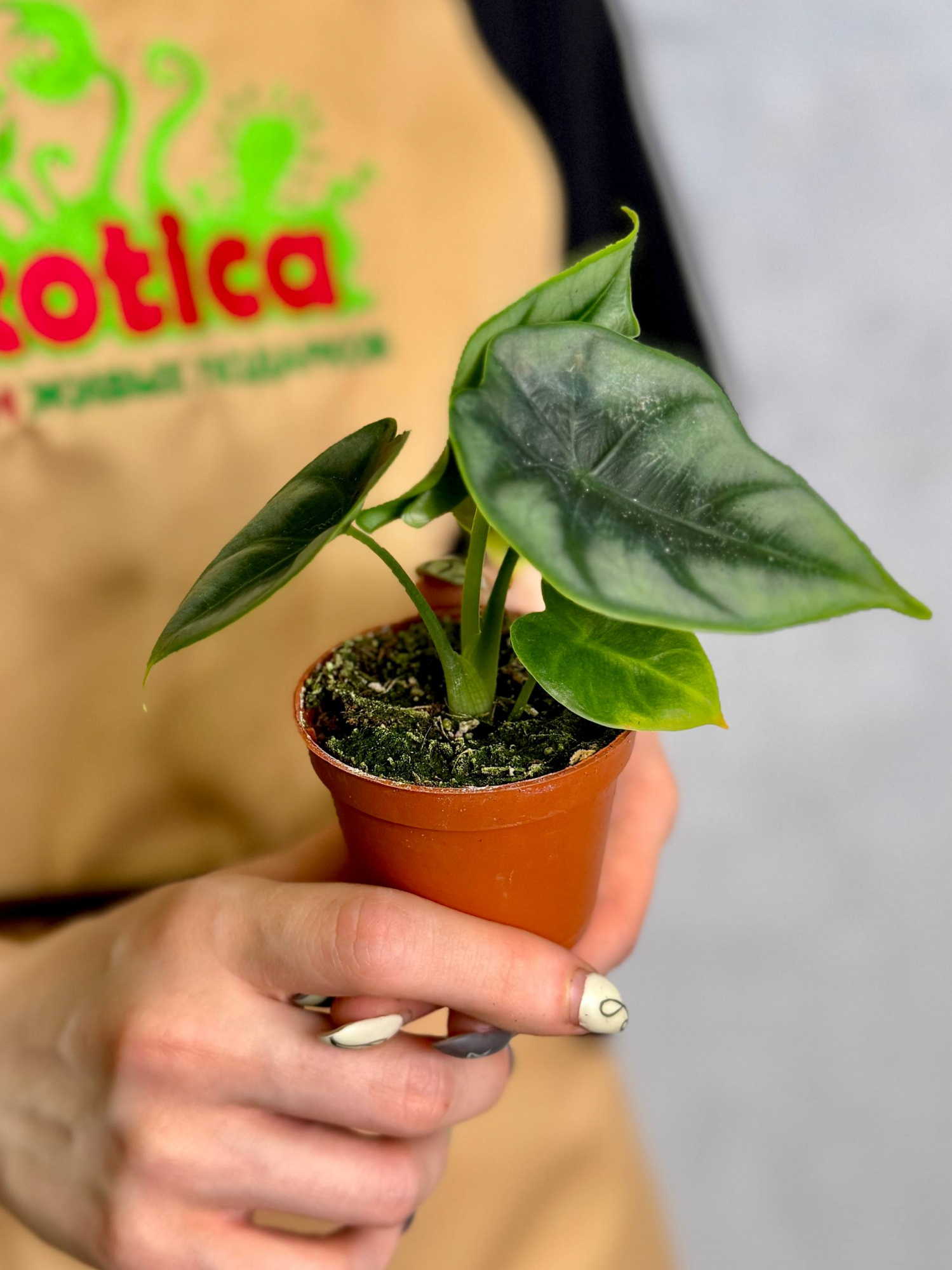 Алоказия Реверса (Alocasia Reversa) D6см